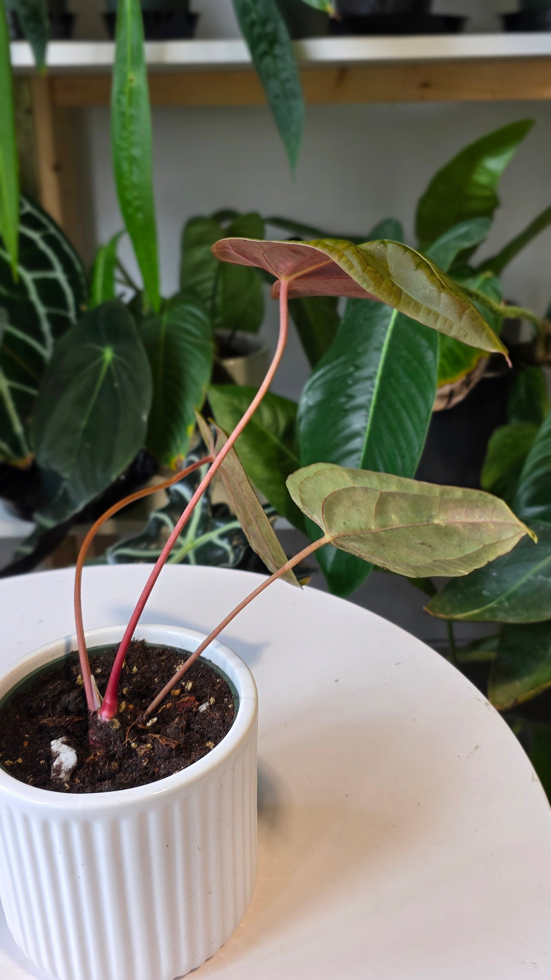 Anthurium Papillilaminum Pure Wild Ecotype (E)
