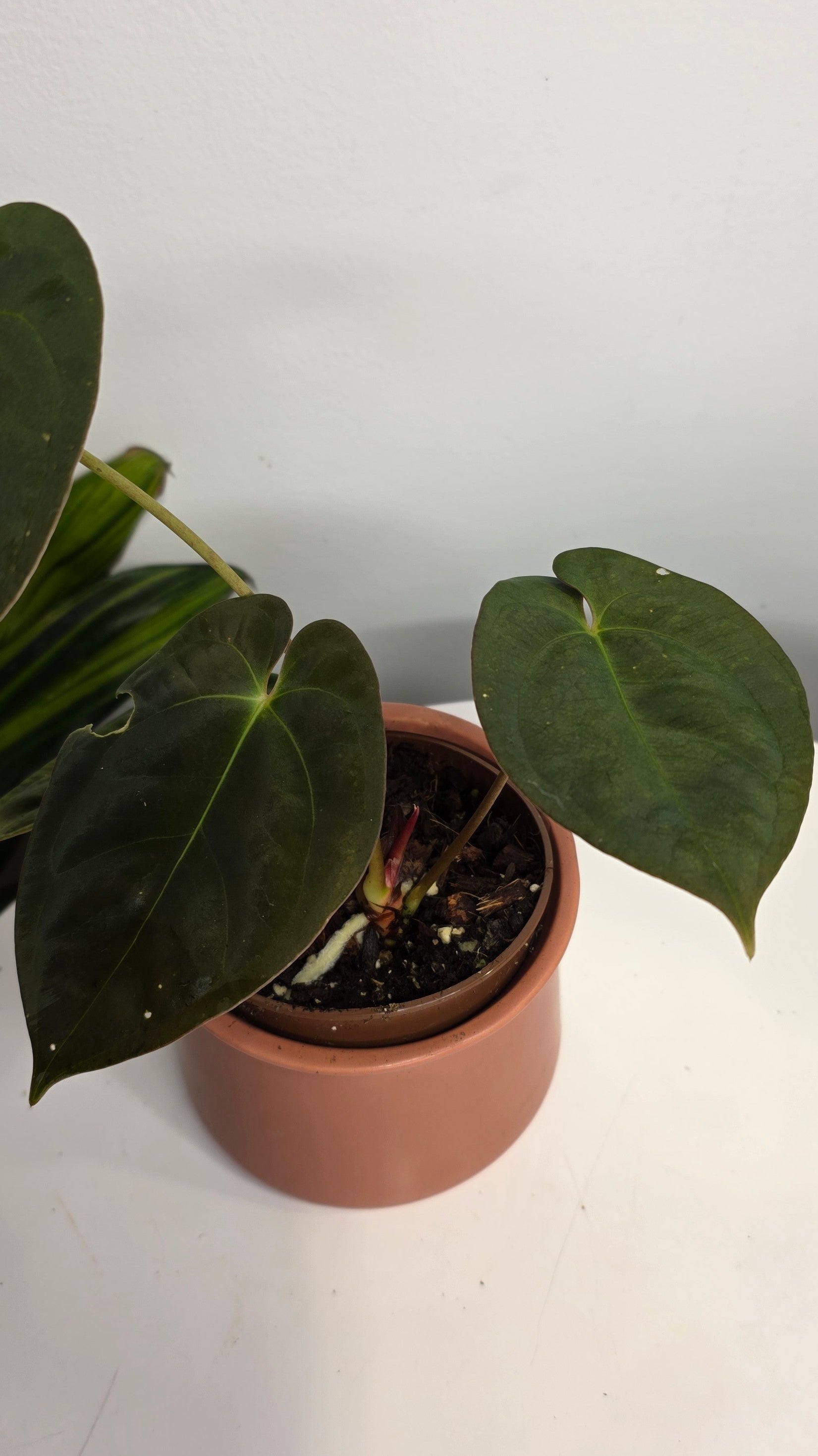 Anthurium Dark Papillilaminum A