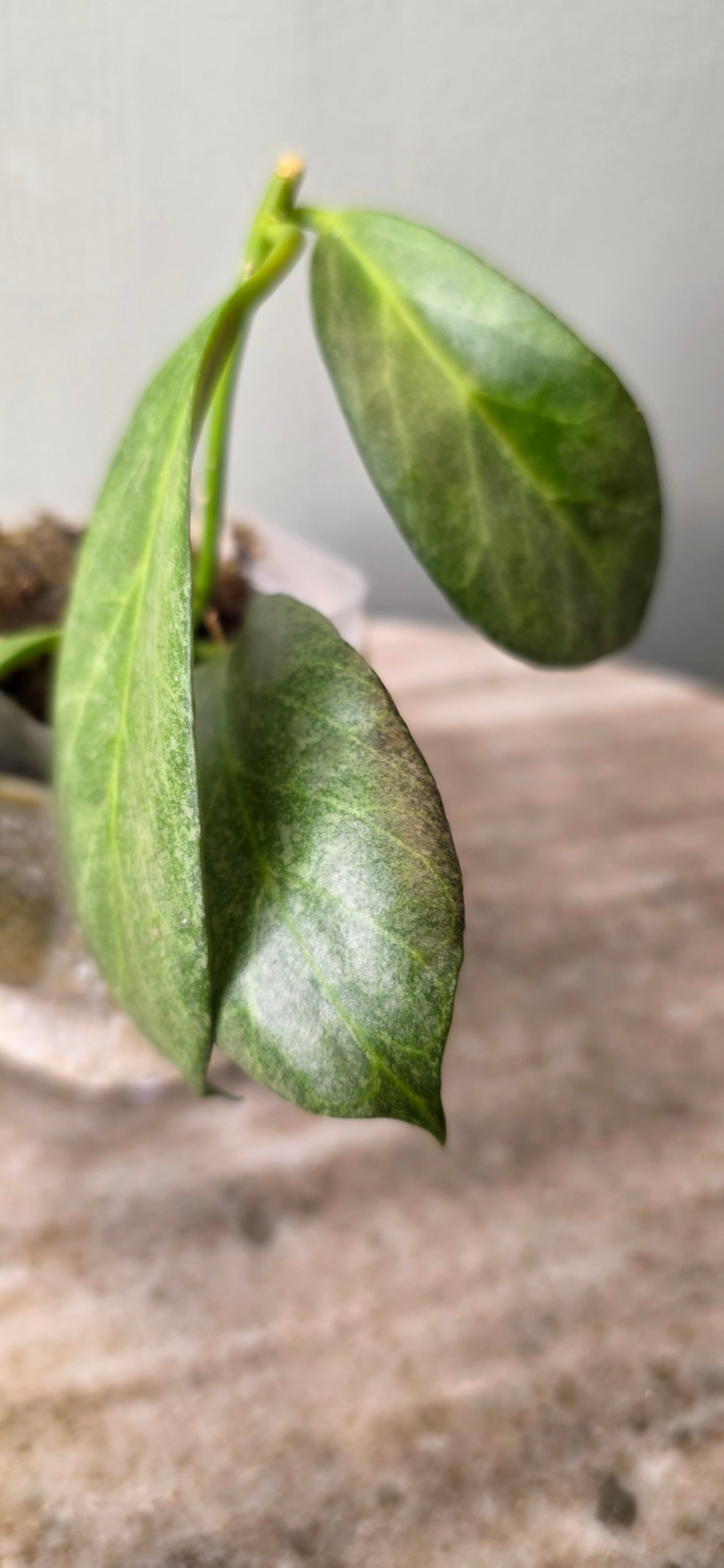 Hoya Obscura Silver A