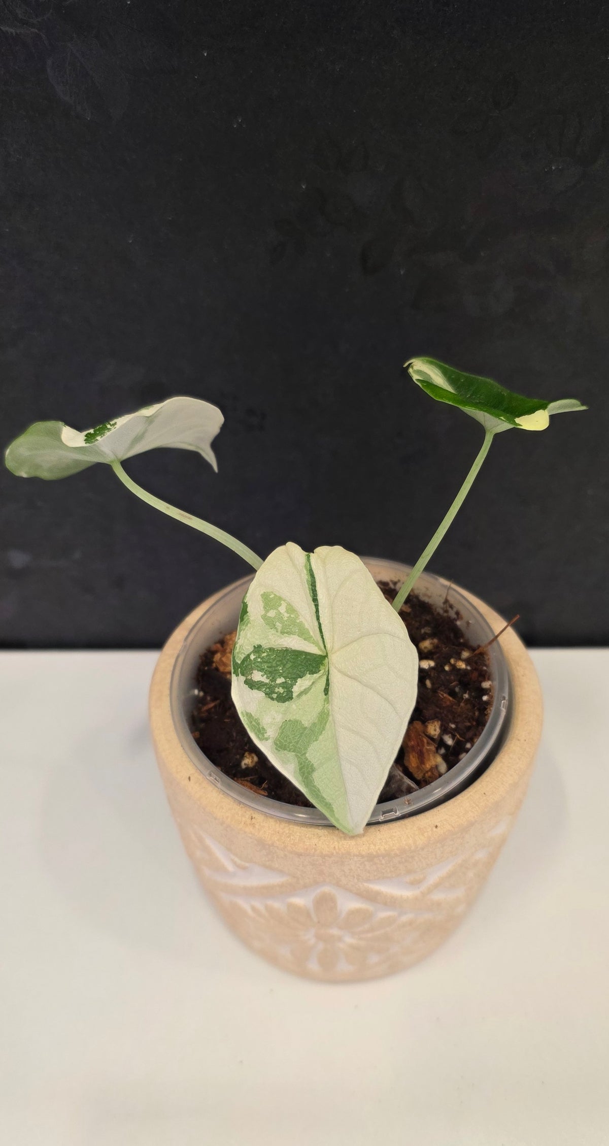 Alocasia Melo Albo B
