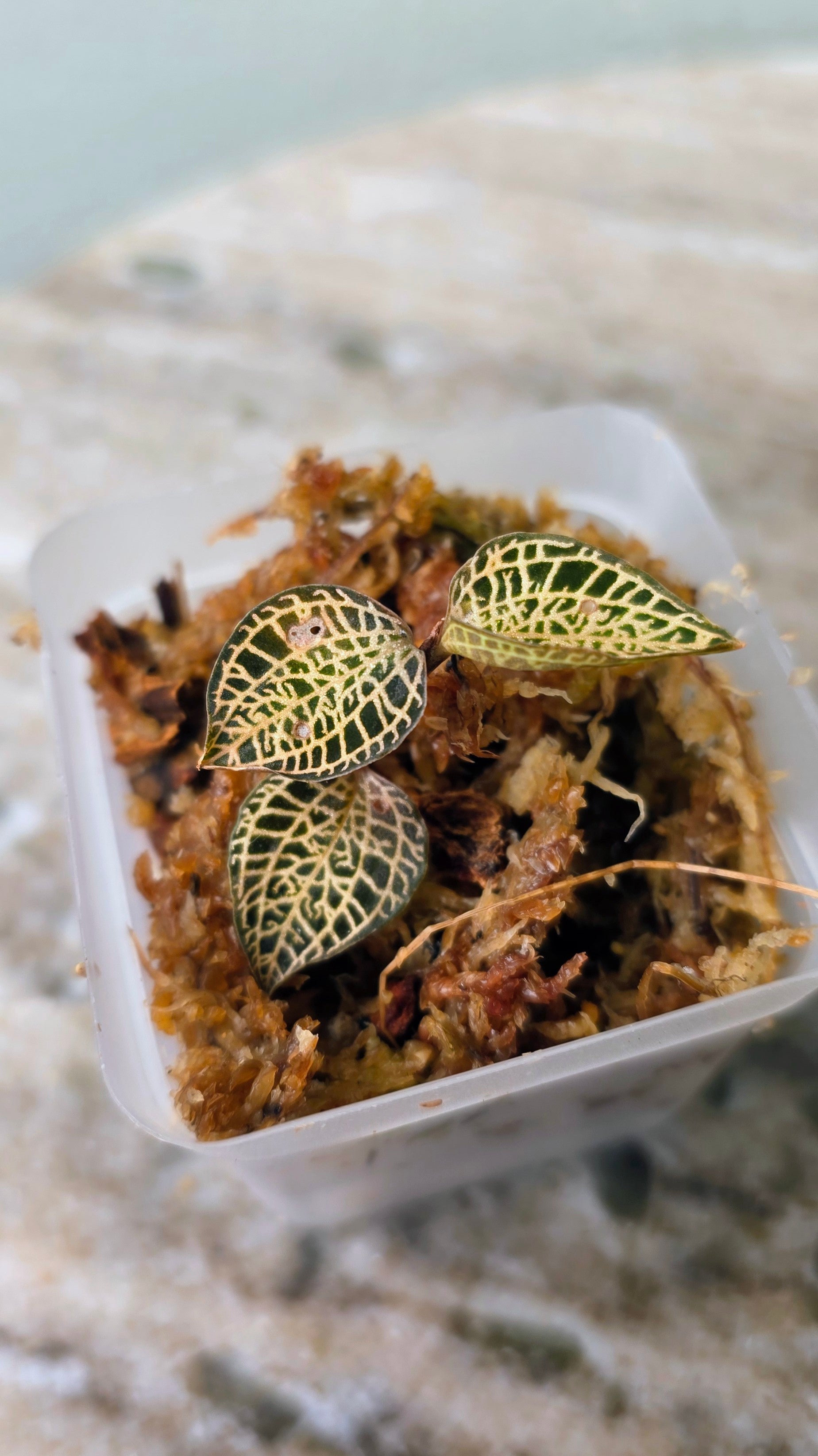 Anoectochilus Roxburghii Gold Bar