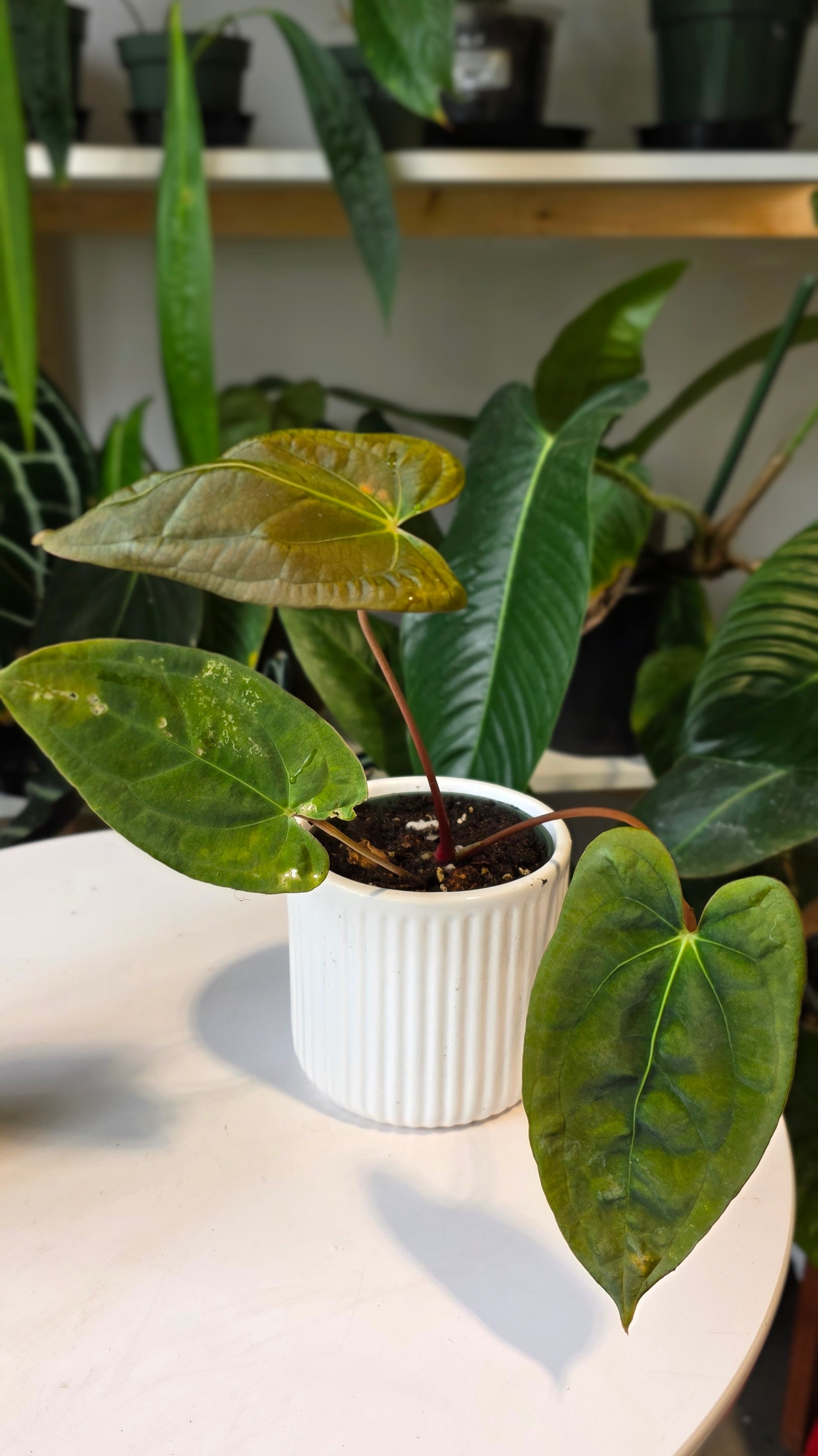 Anthurium Papillilaminum Pure Wild Ecotype (E)