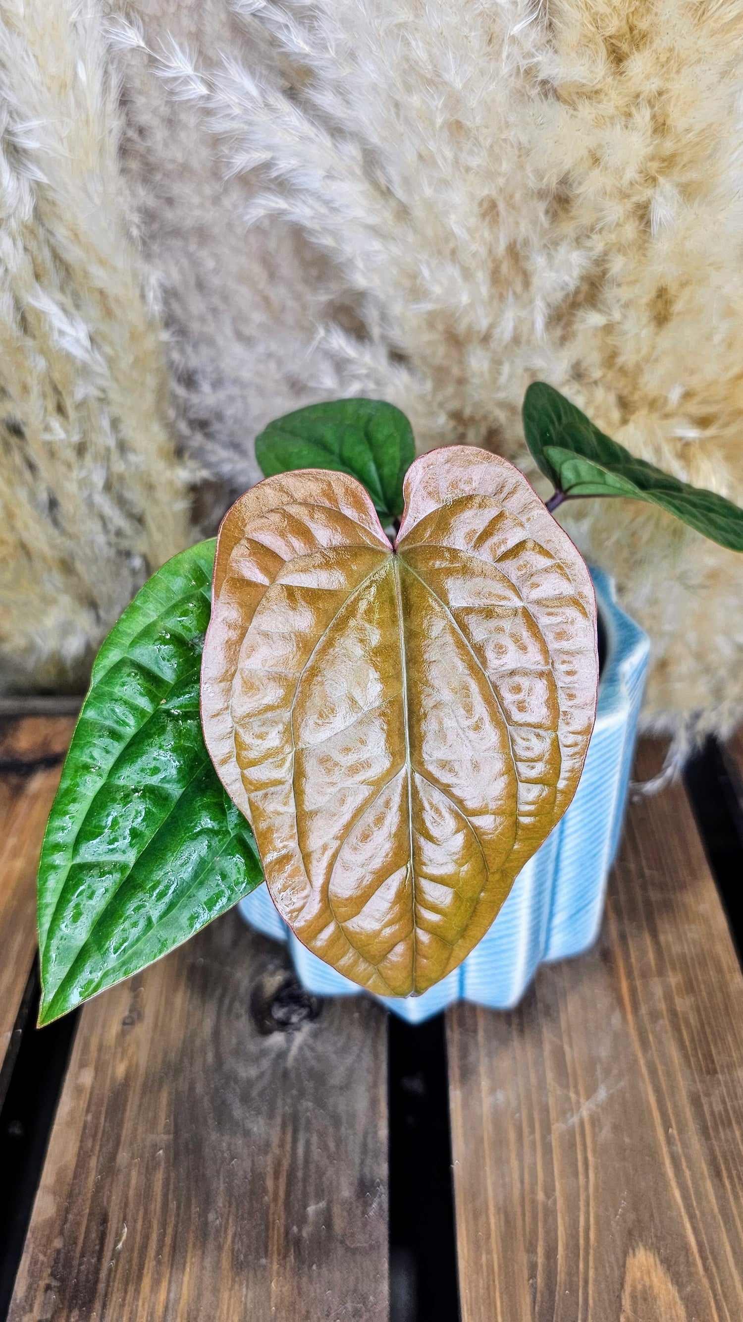 Anthurium Radicans x Luxurians