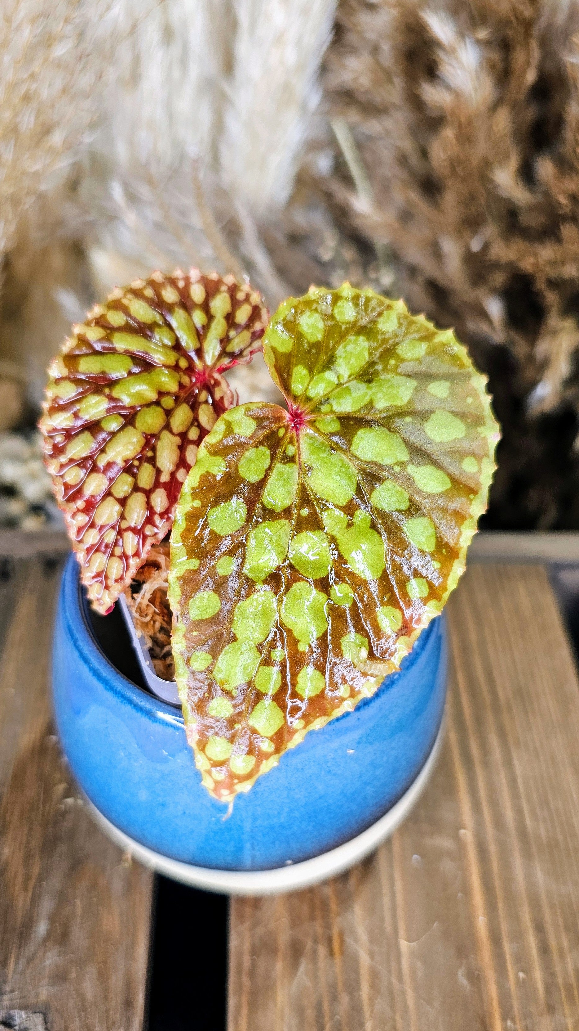 Begonia Chlorosticta