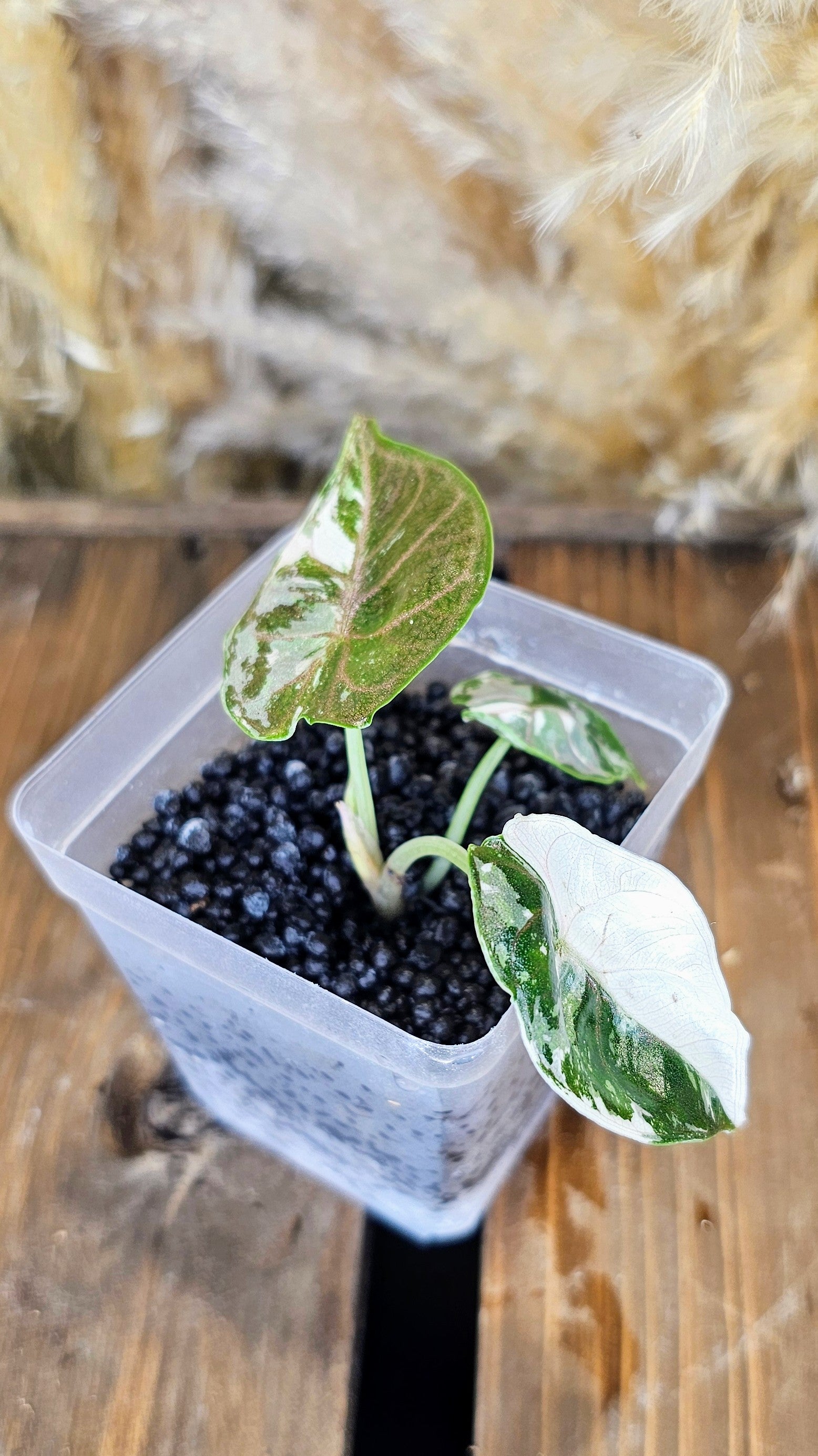 Alocasia Azlanii Albo Variegated