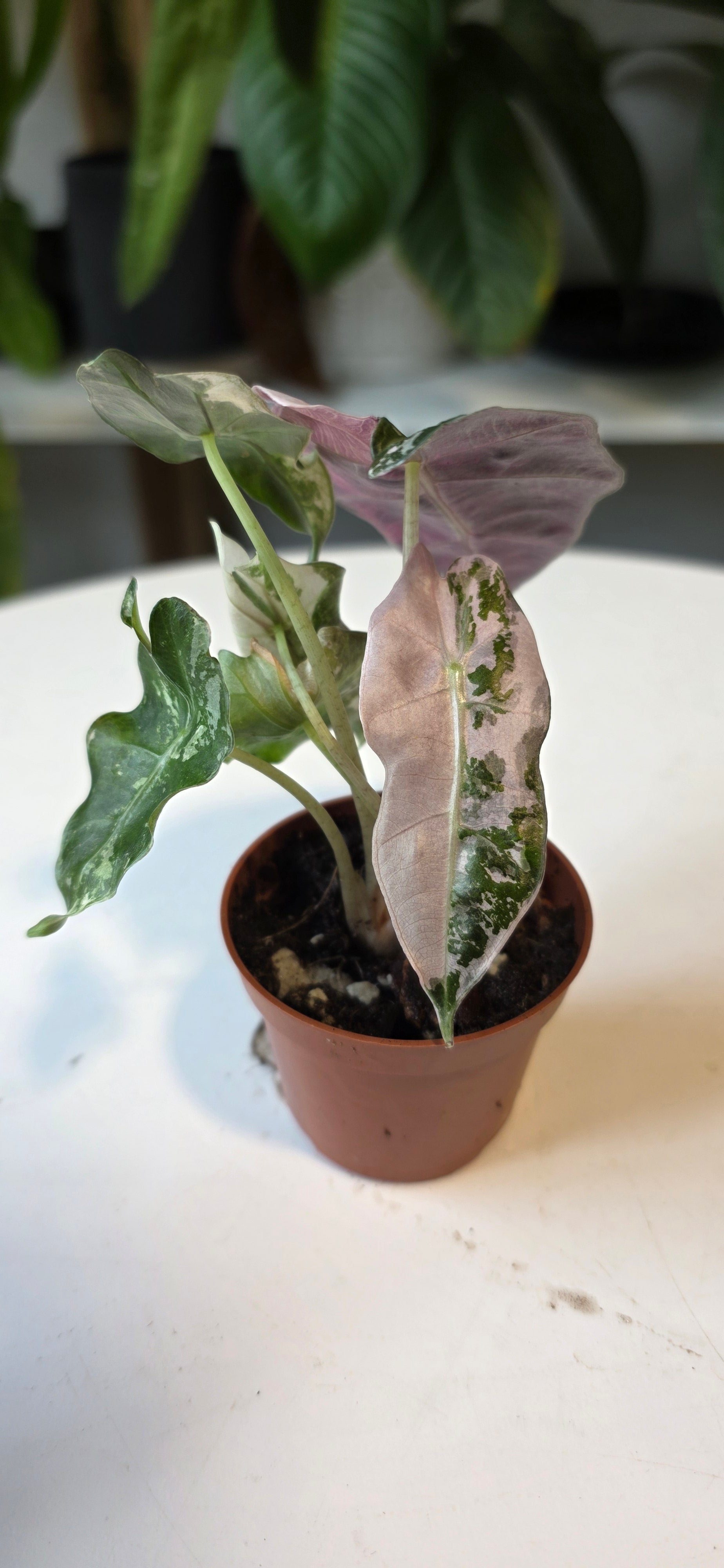 Alocasia Polly Pink Snowflake