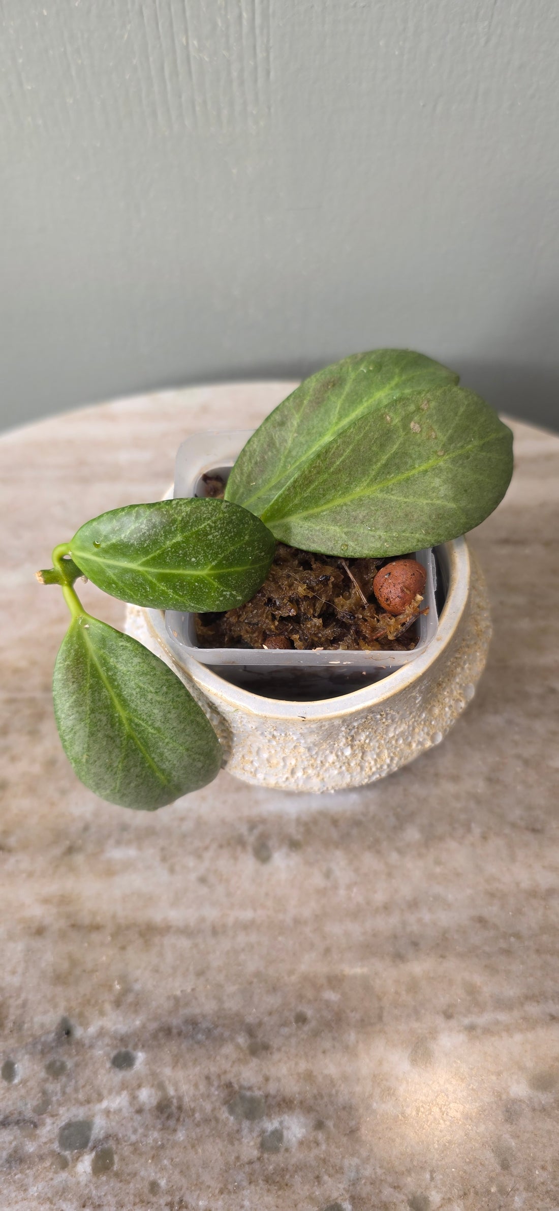 Hoya Obscura Silver C