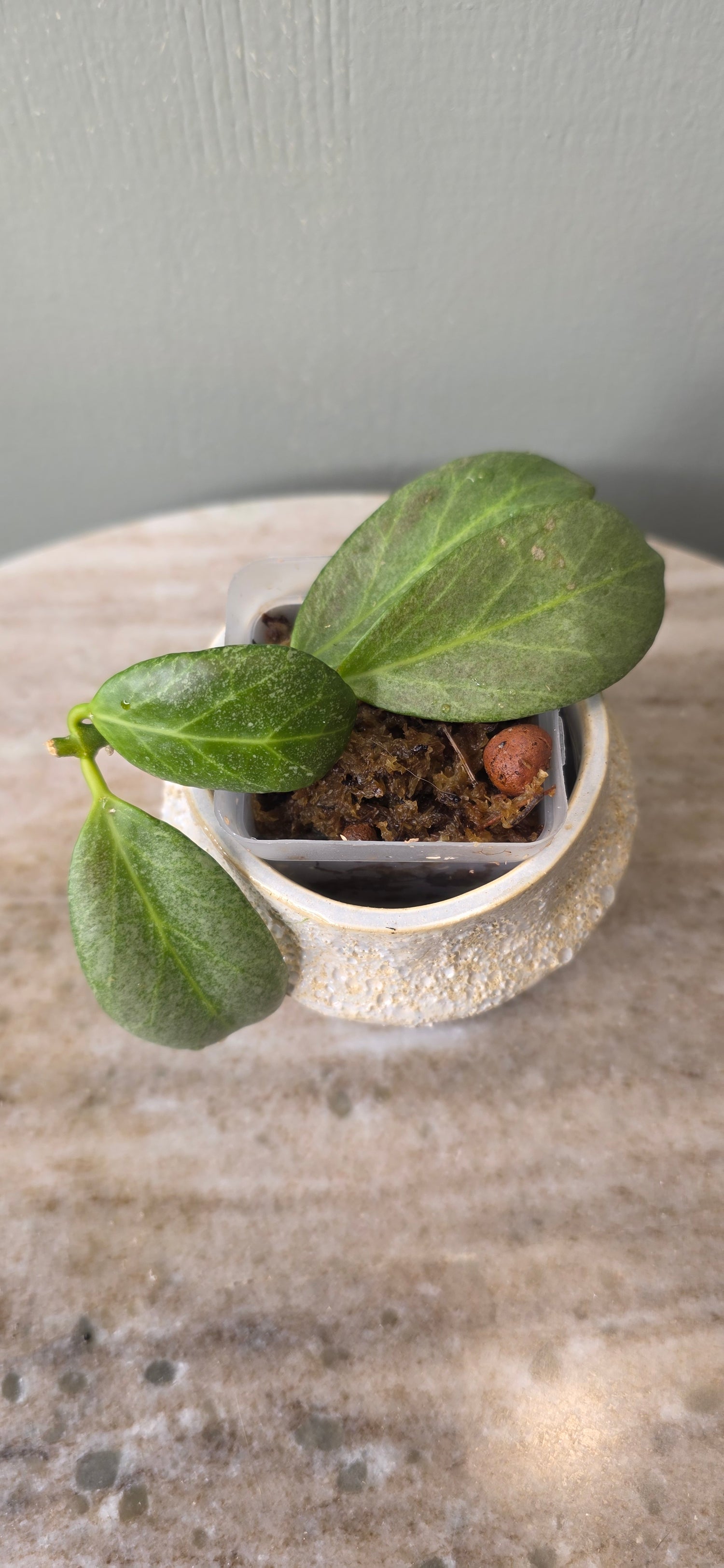 Hoya Obscura Silver C