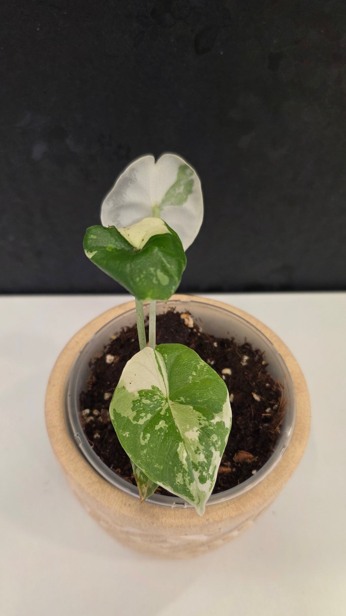 Alocasia Melo Albo H