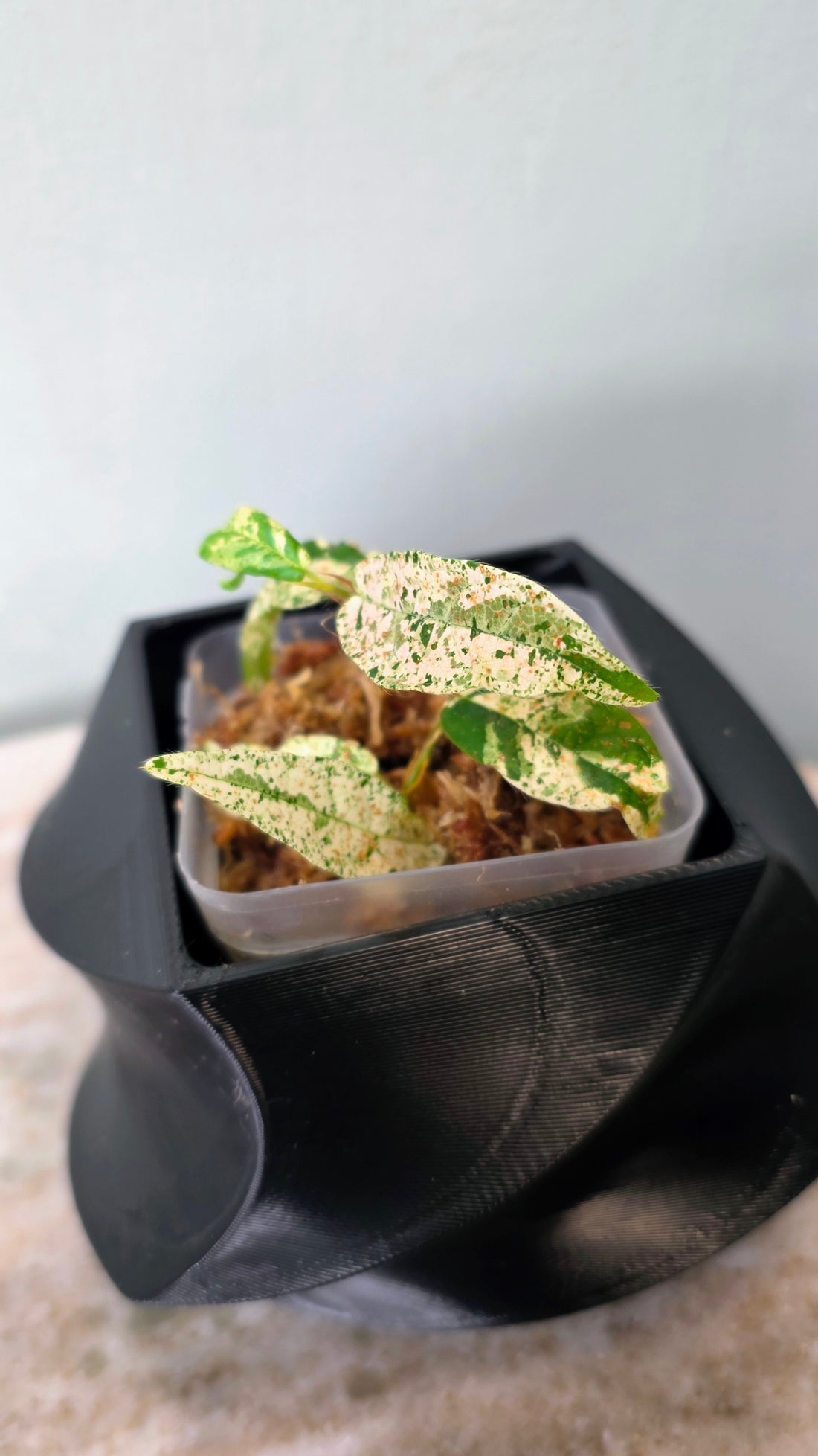 Ficus sp. Variegated