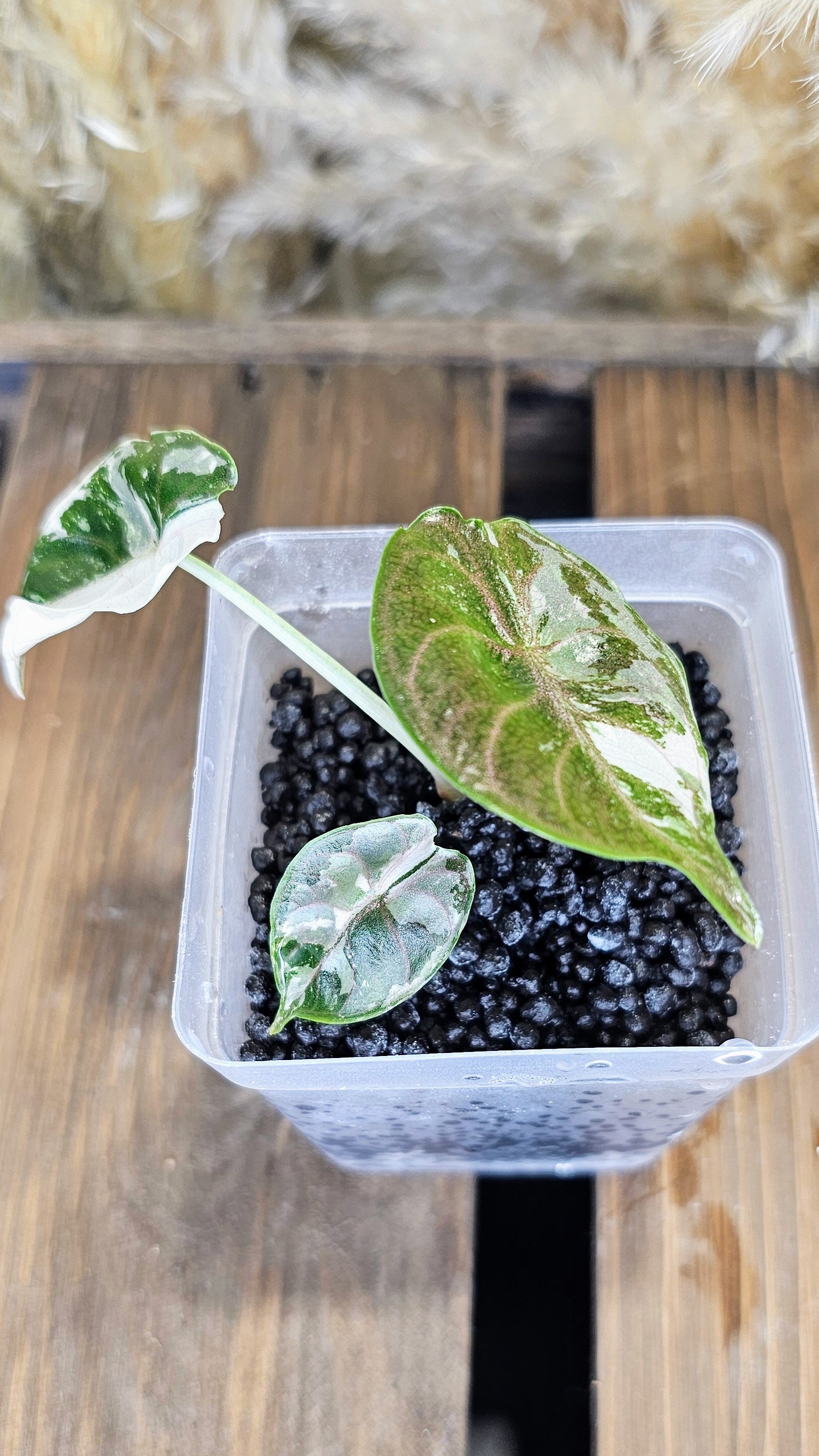 Alocasia Azlanii Albo Variegated