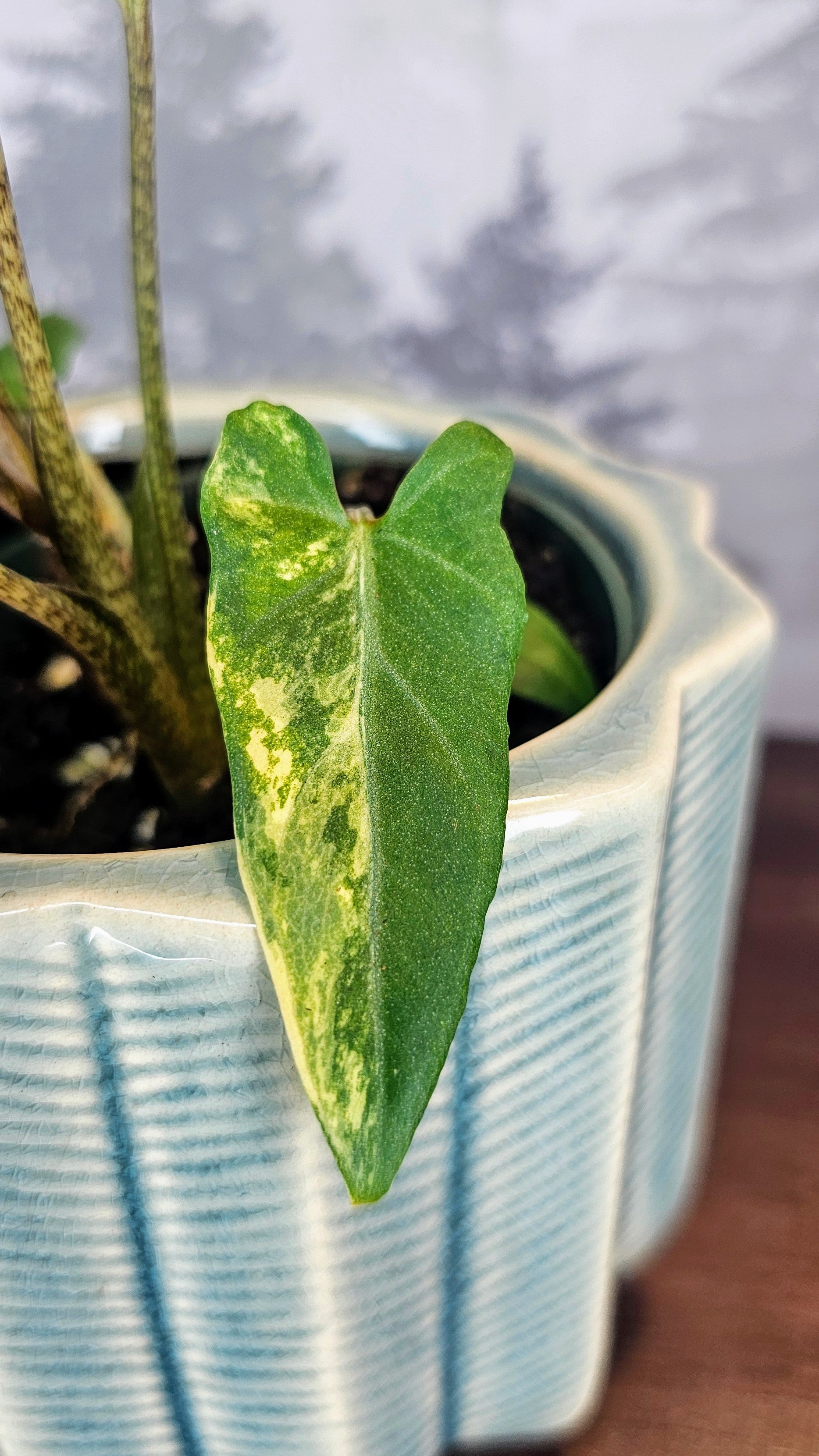 Alocasia Lauterbachiana Aurea Variegated (A05)