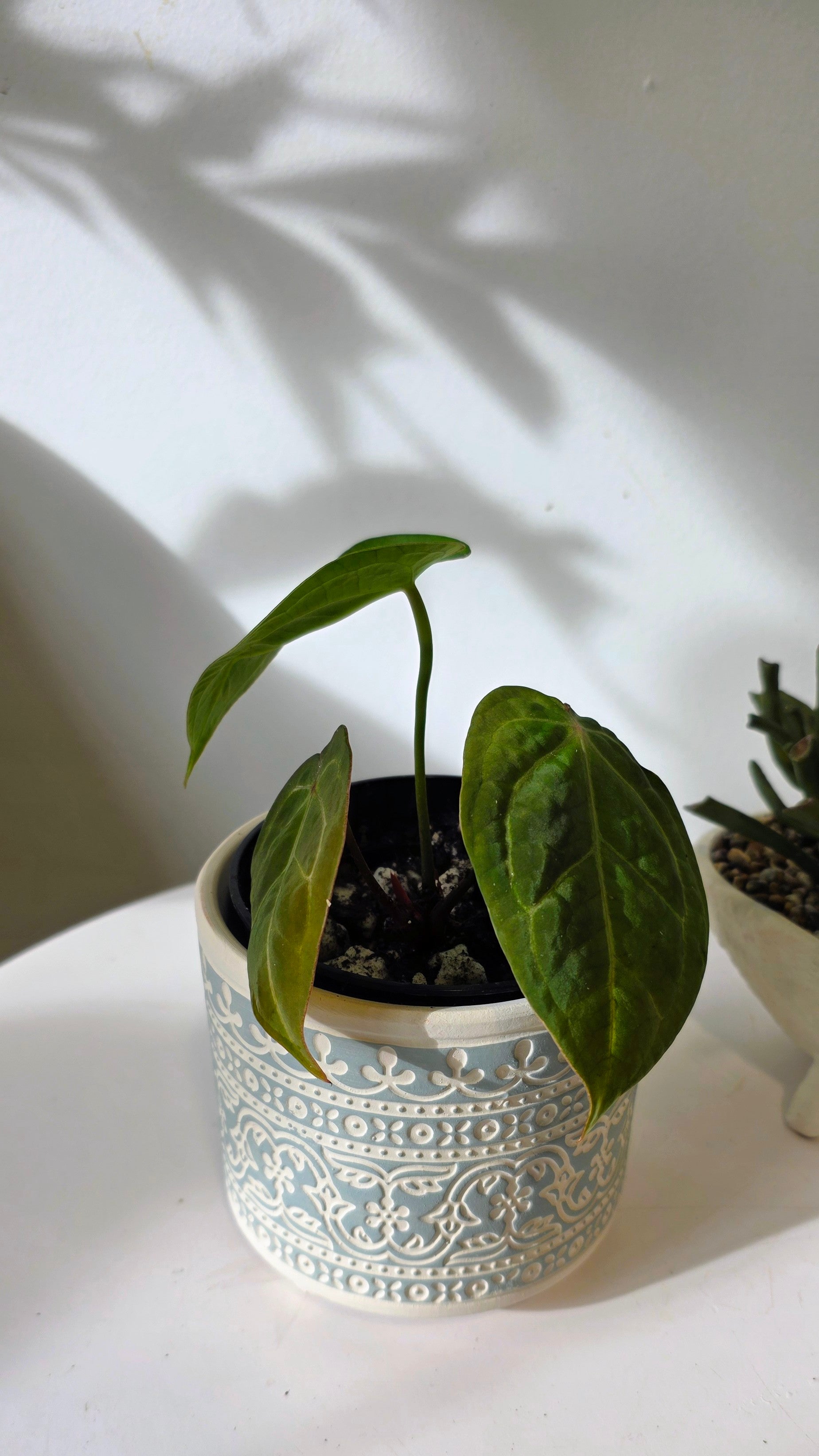 Anthurium Red Crystallinum X Forgetii "b"