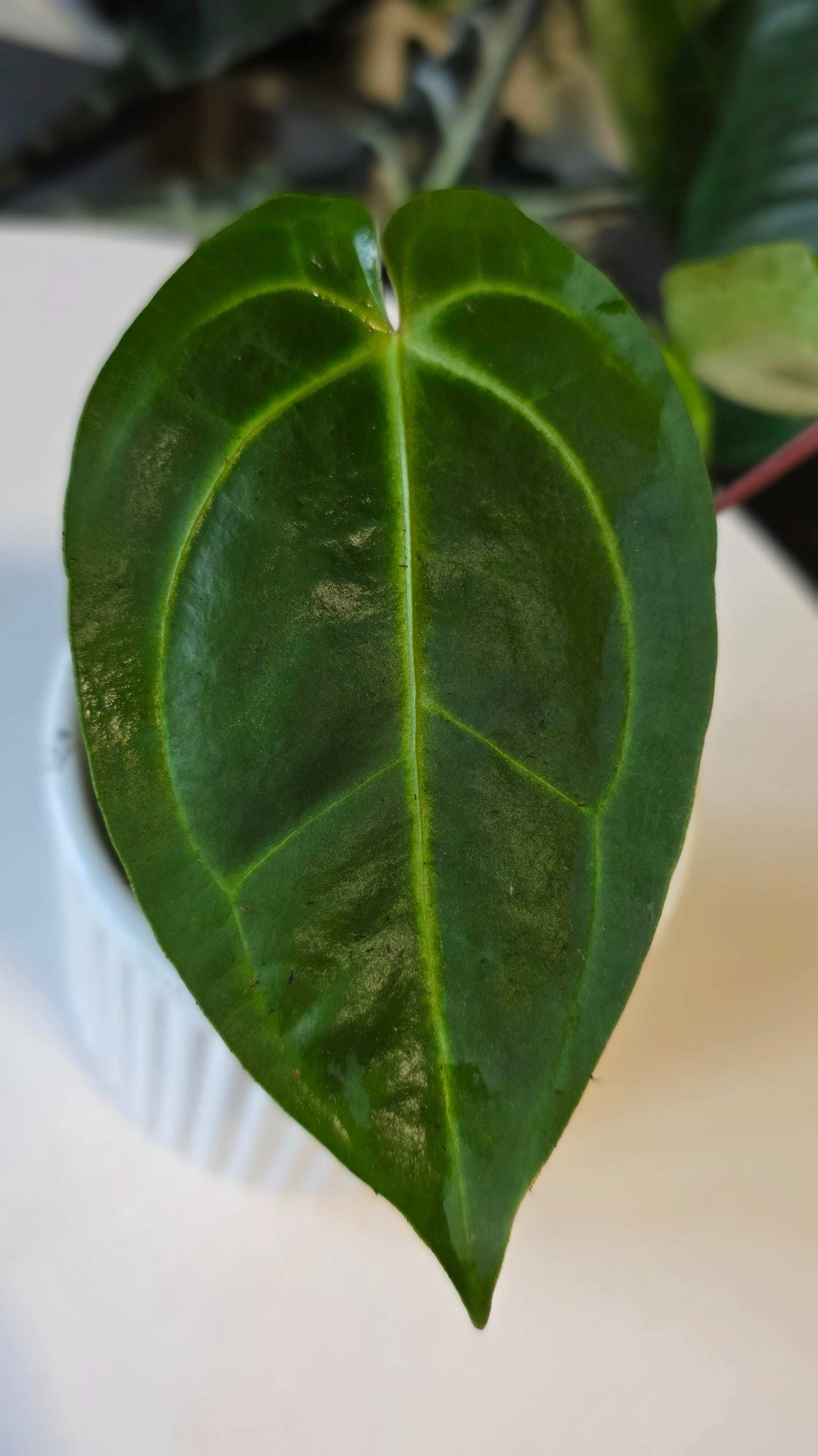 Anthurium Forgetii x Besseae aff. (C)