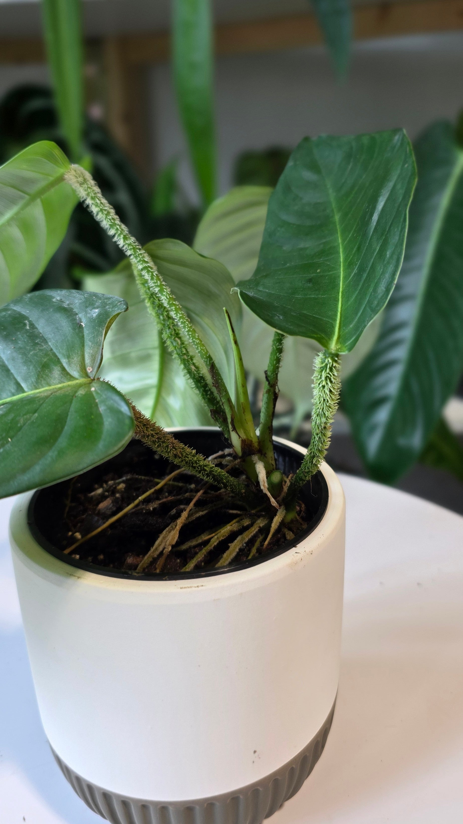 Philodendron genevieveanum (b)