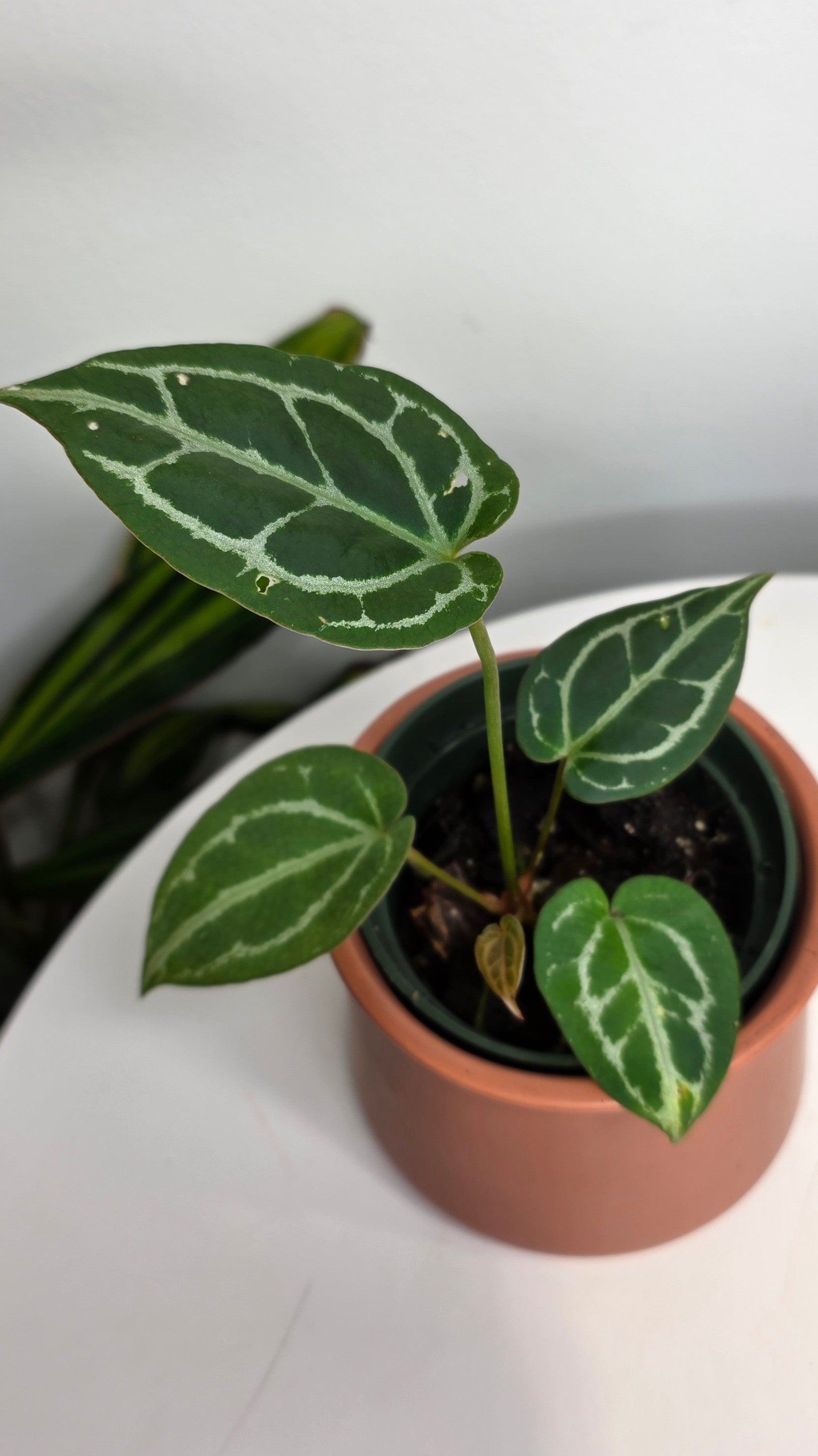 Anthurium Crystal Hope B