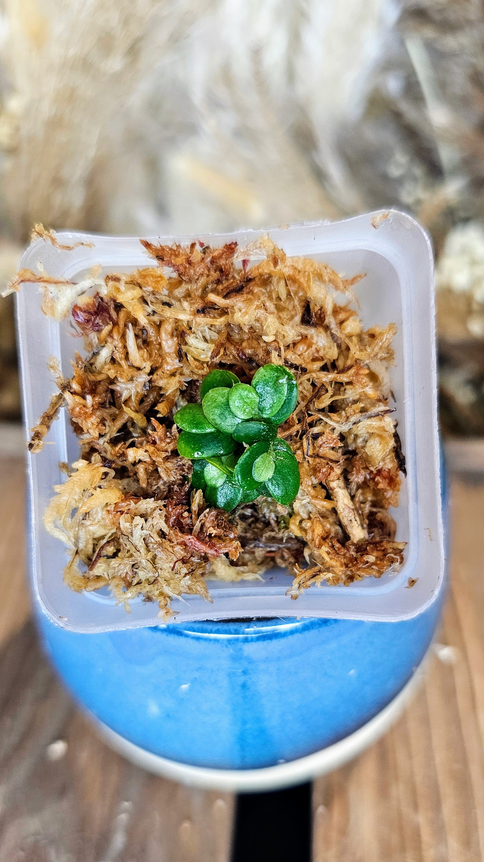 Elatostema salvinioides