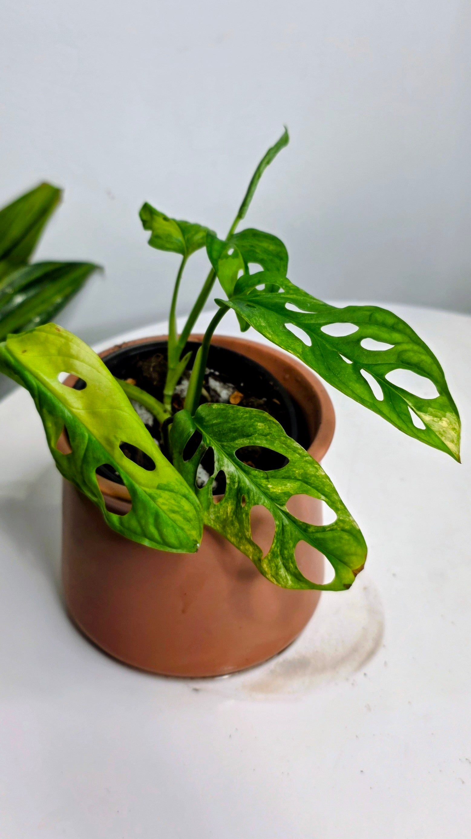 Monstera Adansonii Aurea B