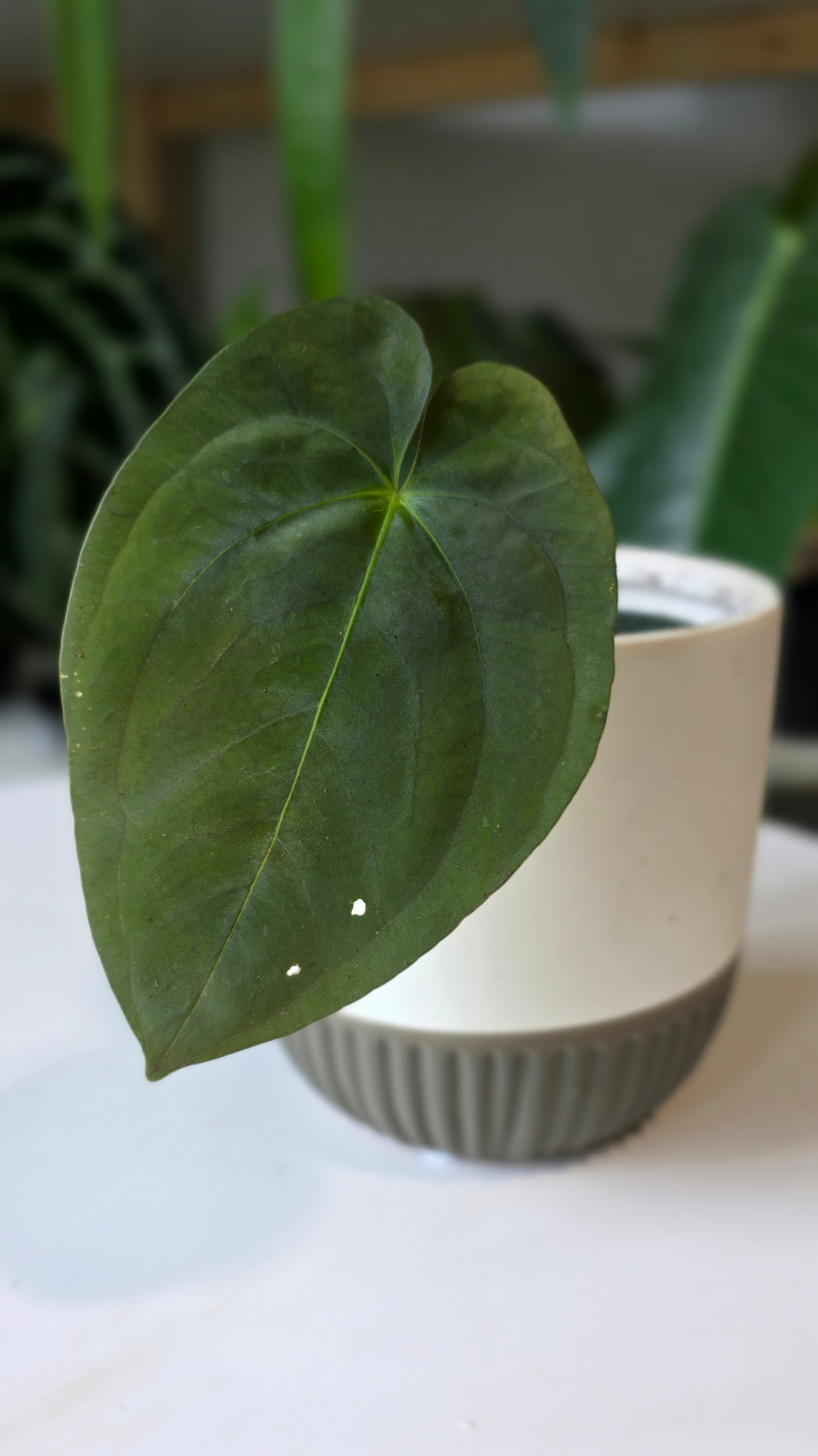 Anthurium Papillilaminum (F)