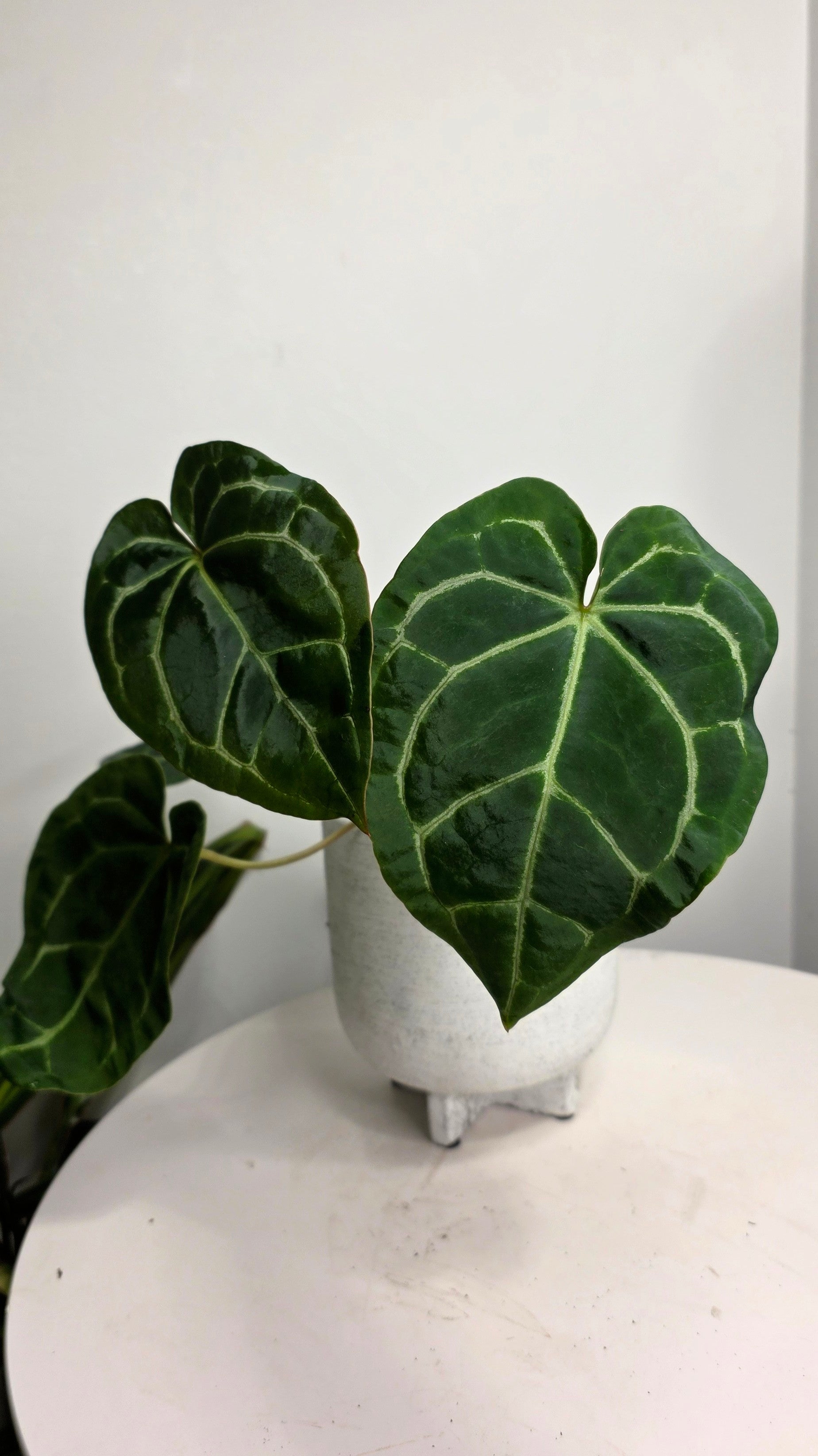 Anthurium Black Velvet B