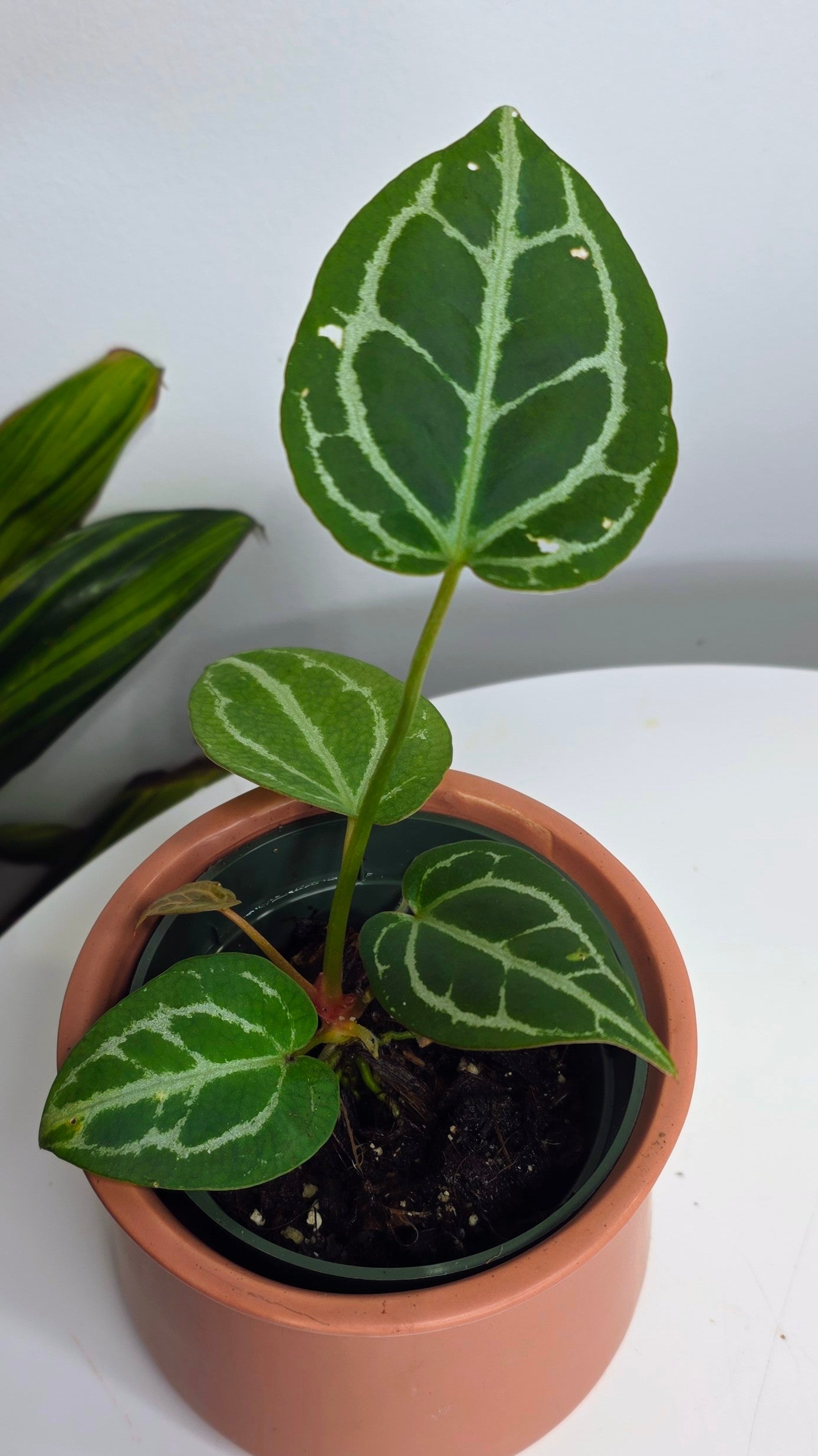 Anthurium Crystal Hope B