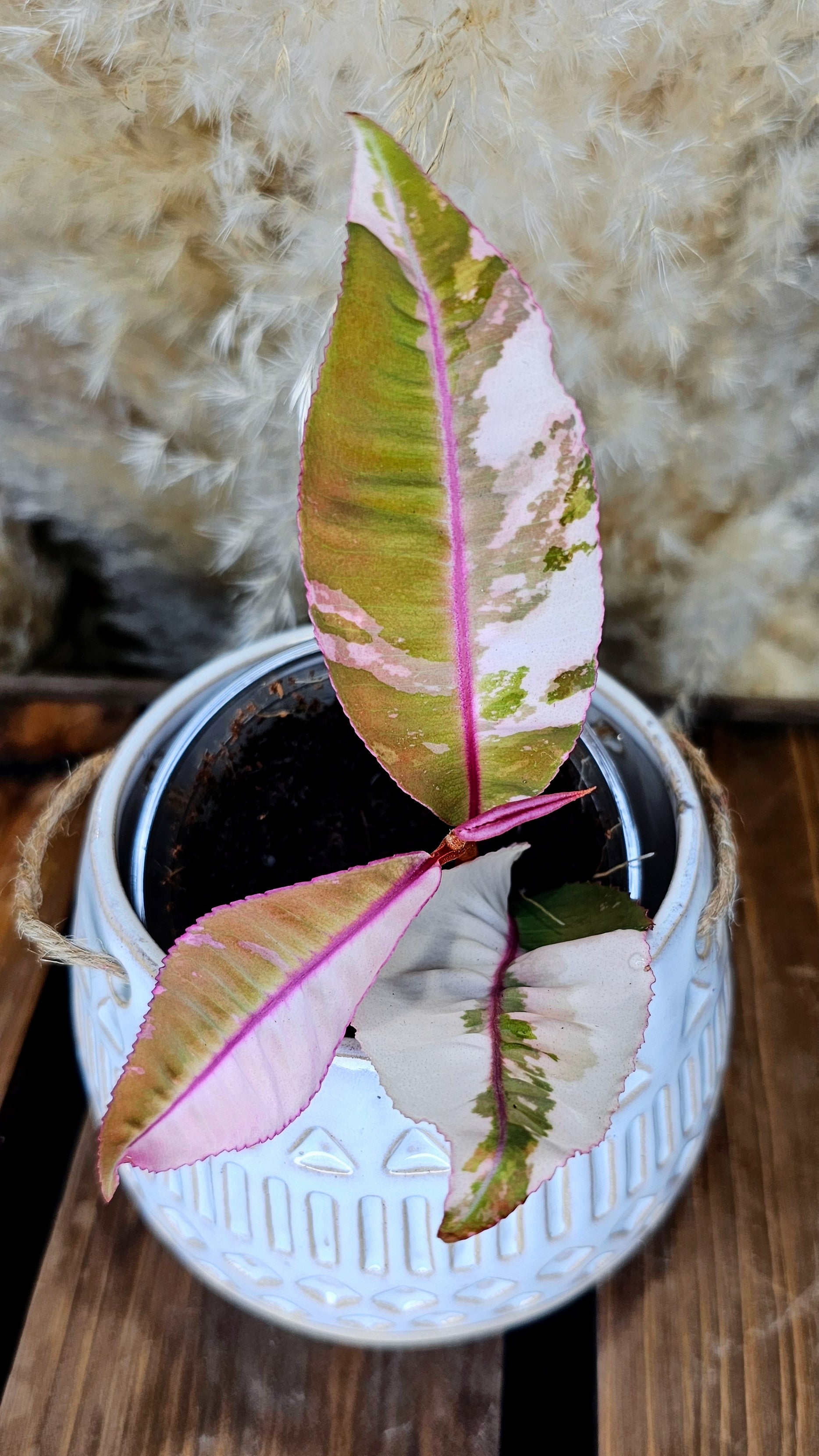 Labisia sp. Pink Variegated