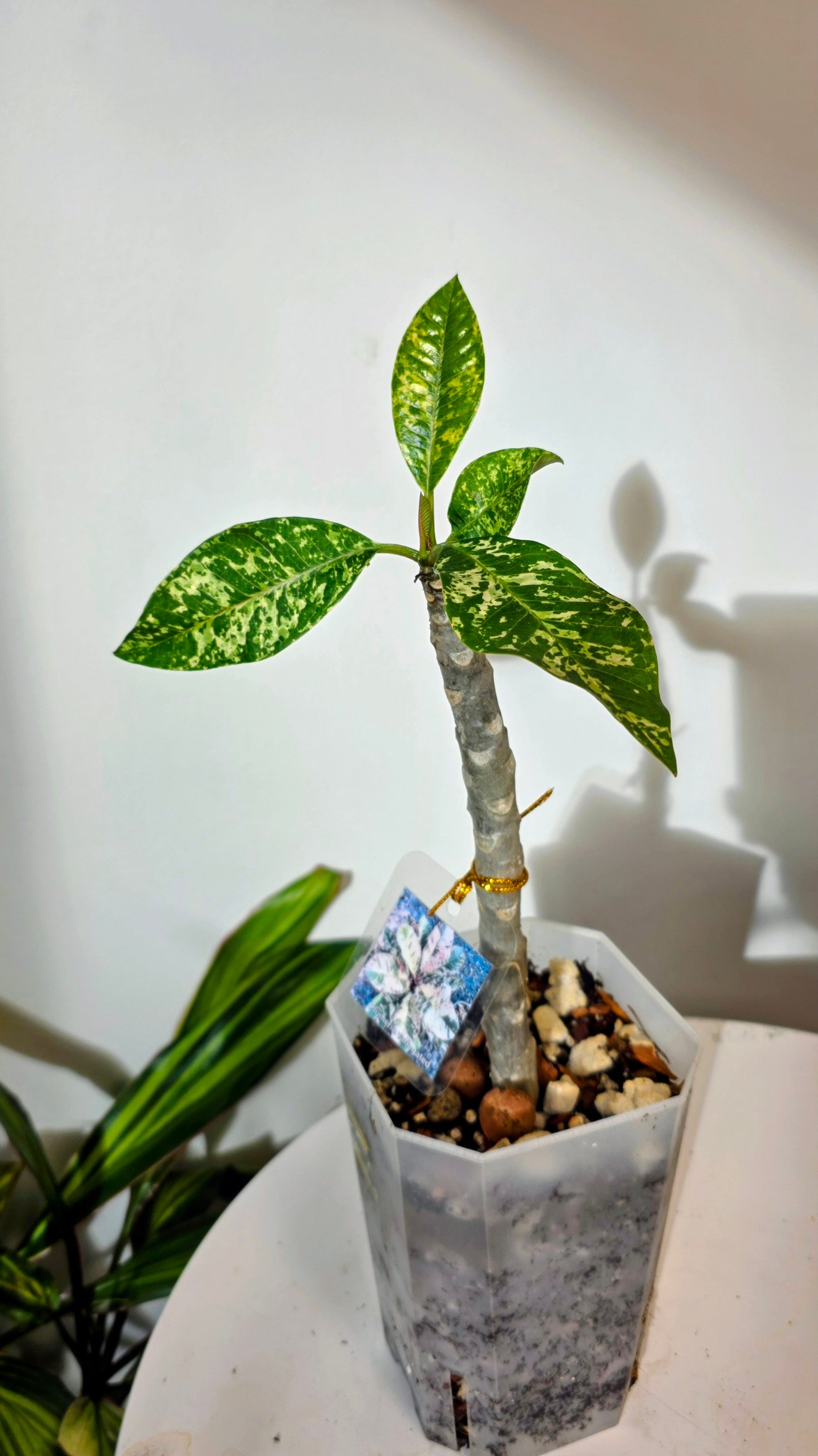 Plumeria Variegated C