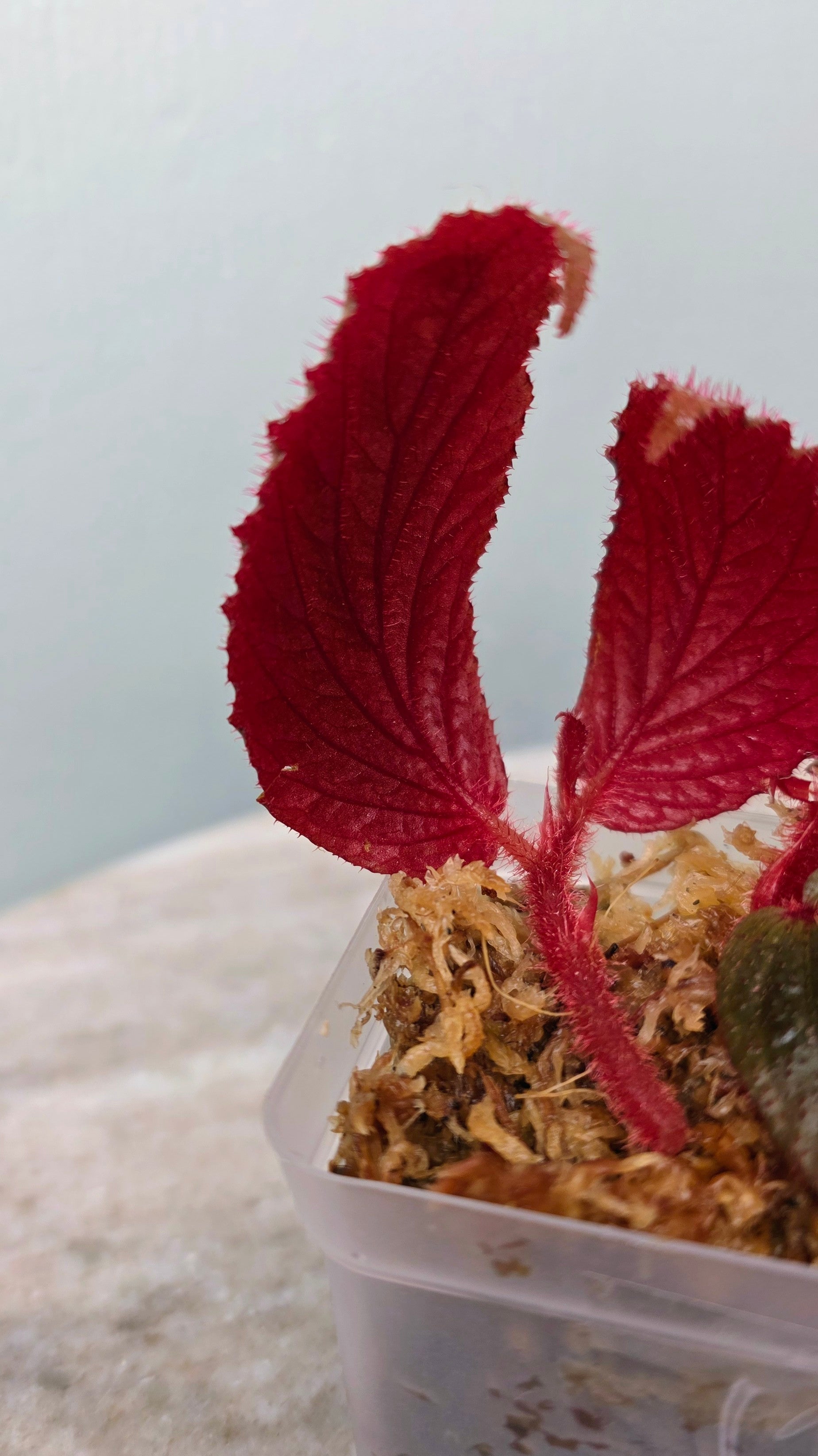 Begonia sp. fuzzy red black