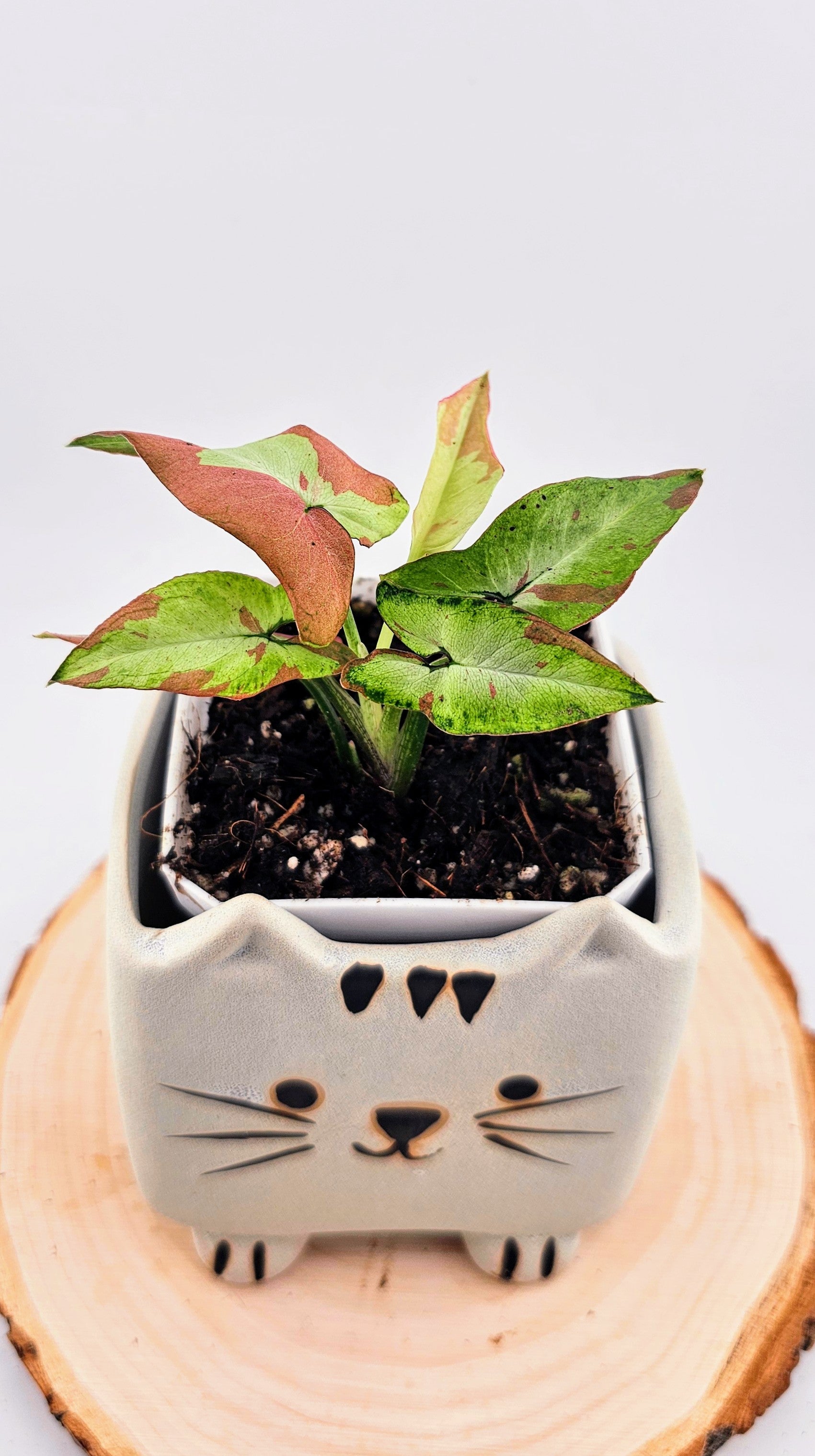 Syngonium orm nagpum pink salmon (A)