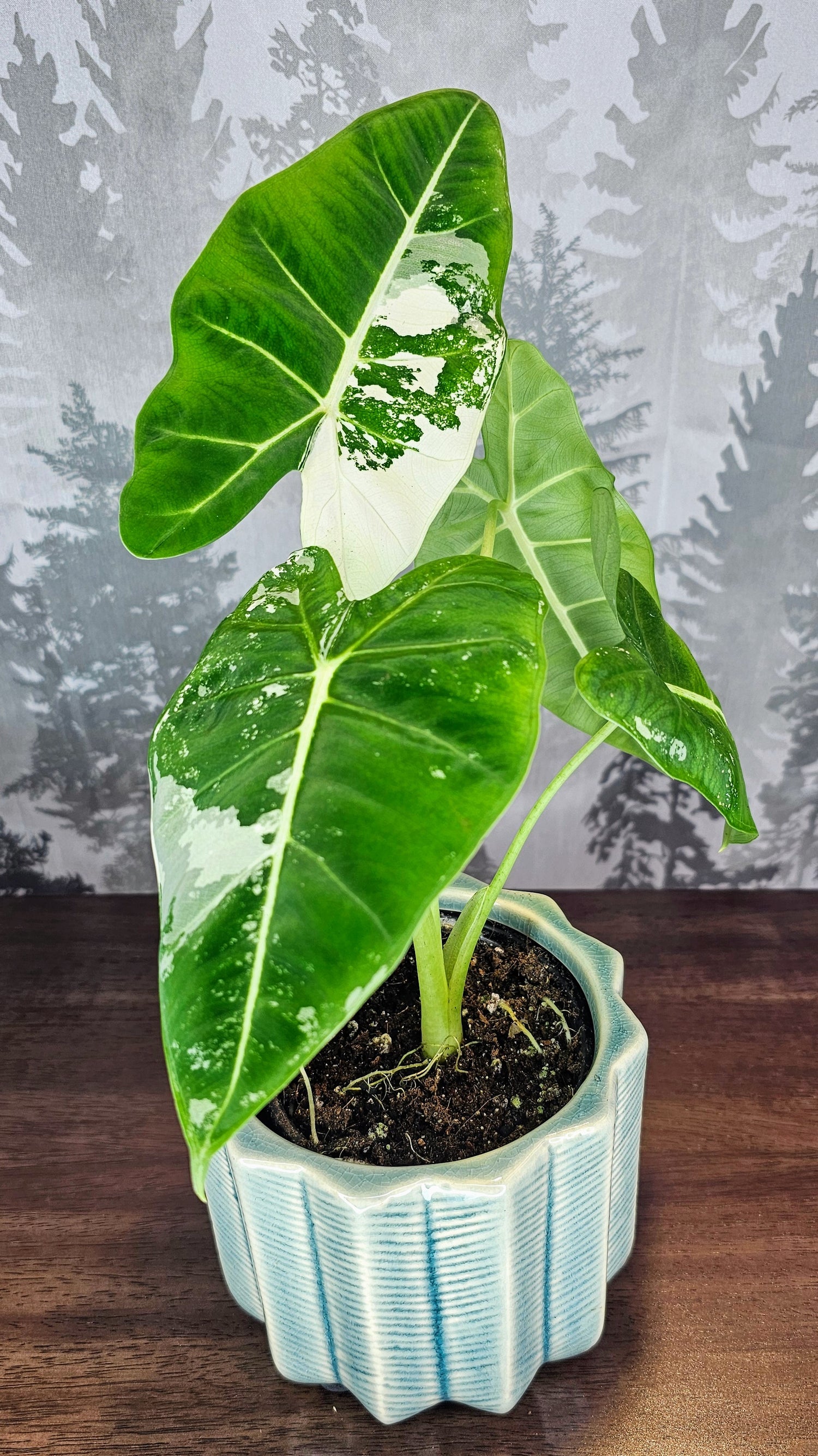 Alocasia Frydek Variegated (Weekly Special)