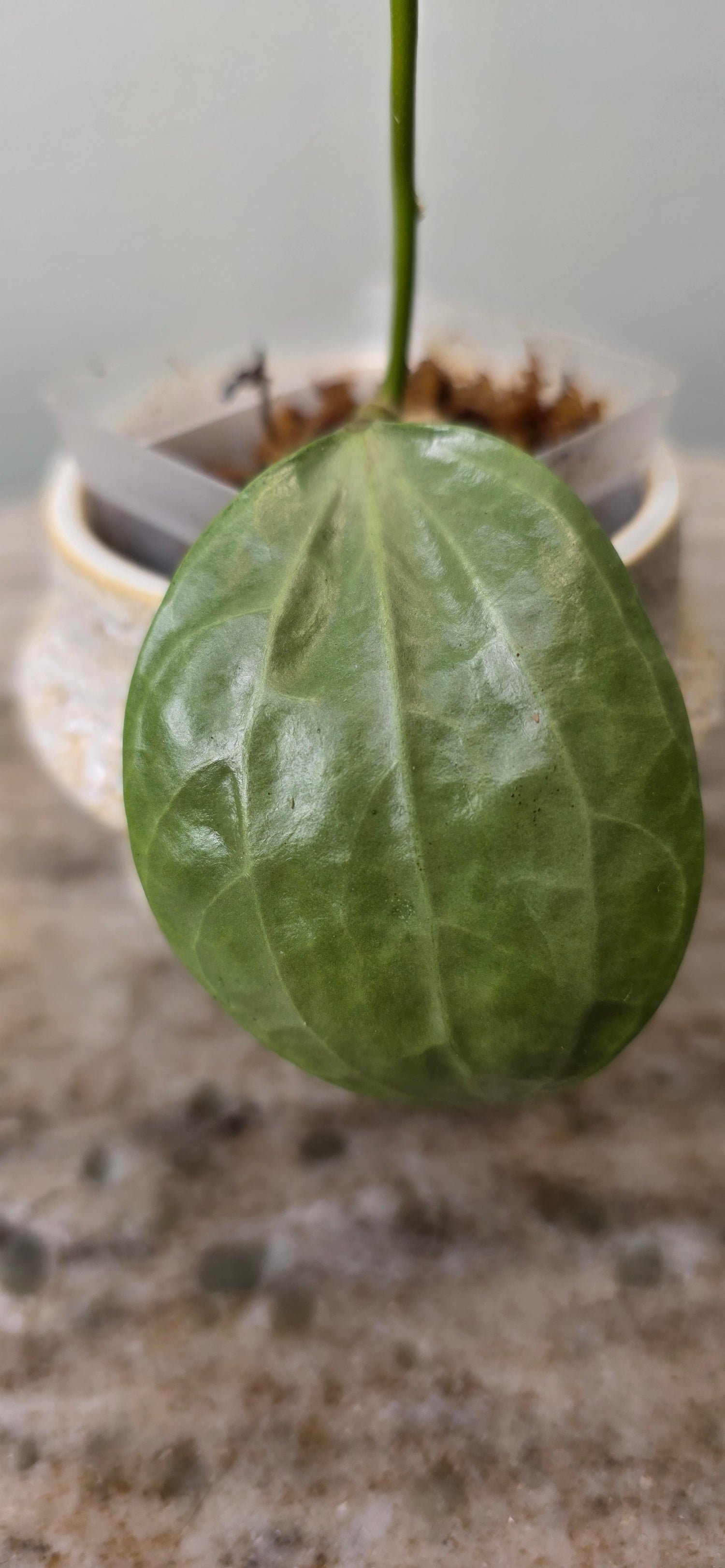 Hoya Latifolia Silver B