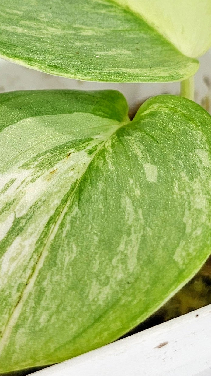 Scindapsus Rubicon Variegated