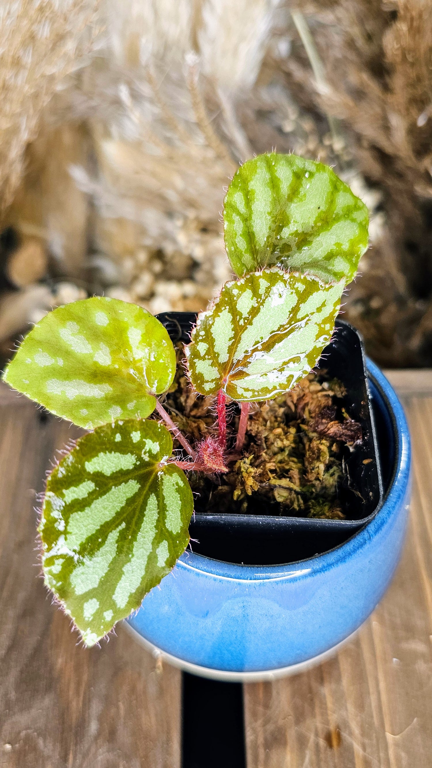 begonia luzonensis
