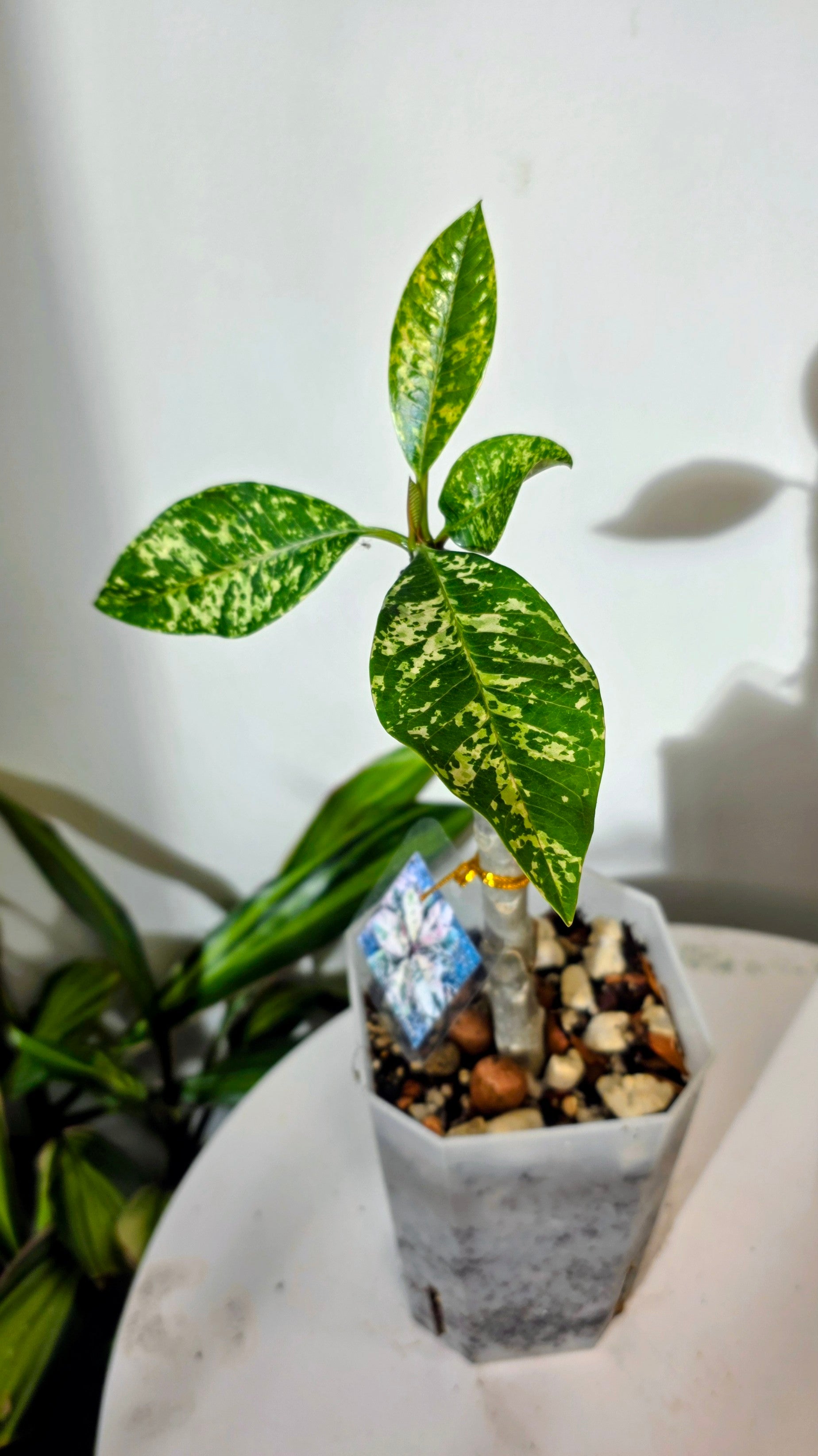 Plumeria Variegated C