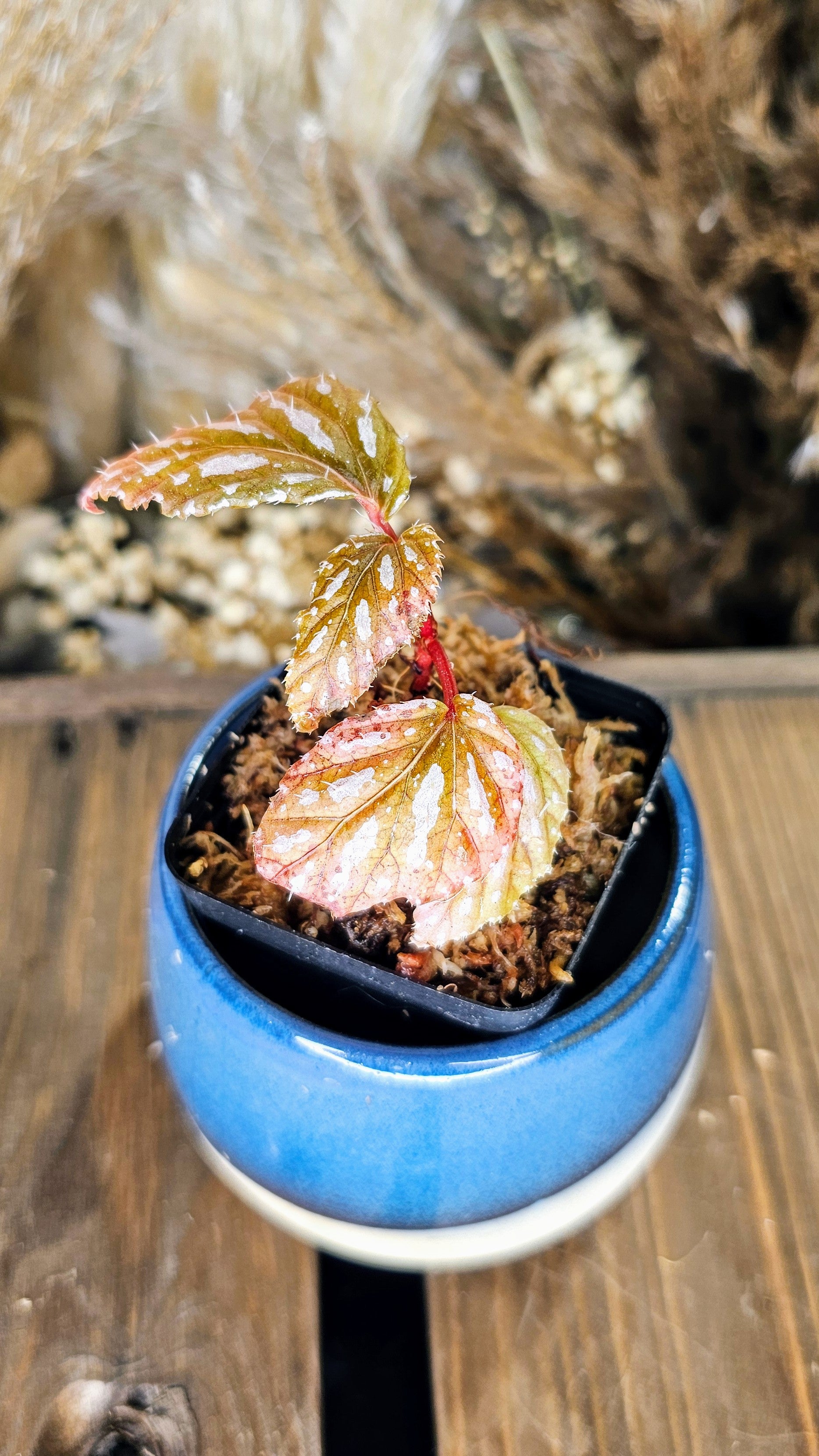 Begonia Mayensis