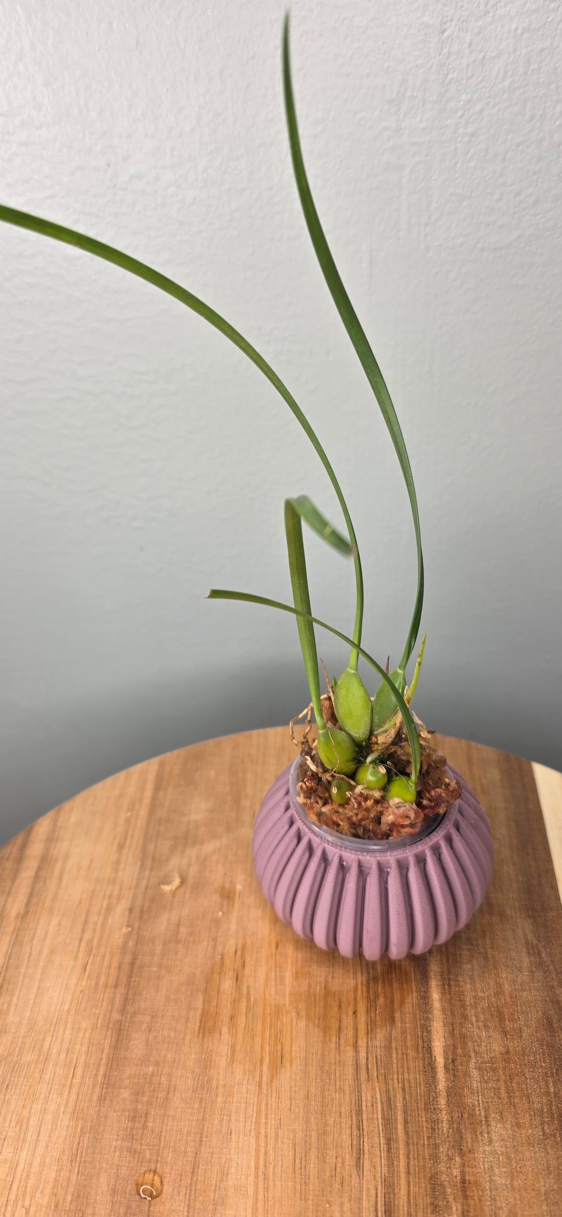 Maxillaria tenuifolia