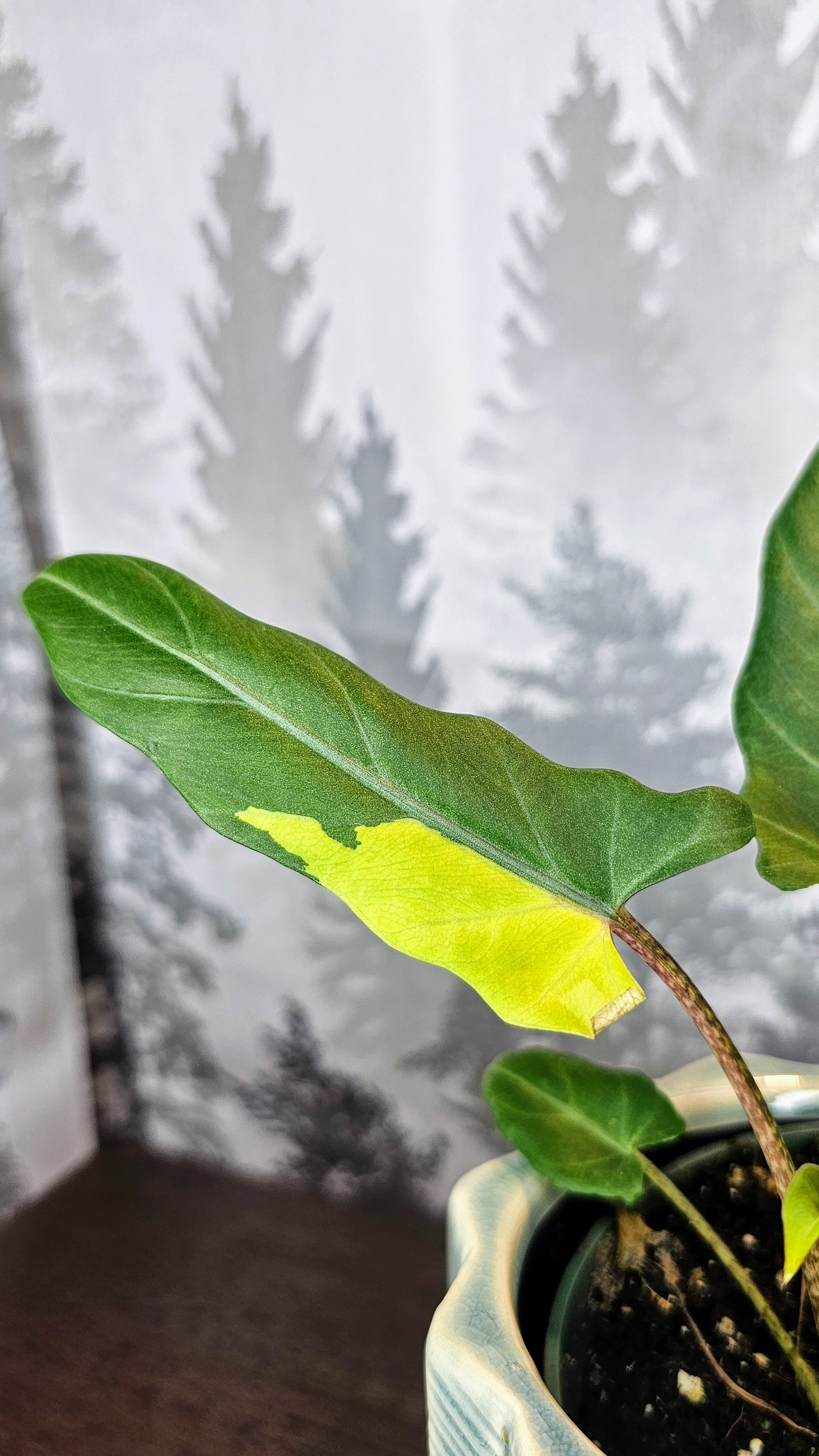 Alocasia Lauterbachiana Aurea Variegated (A05)