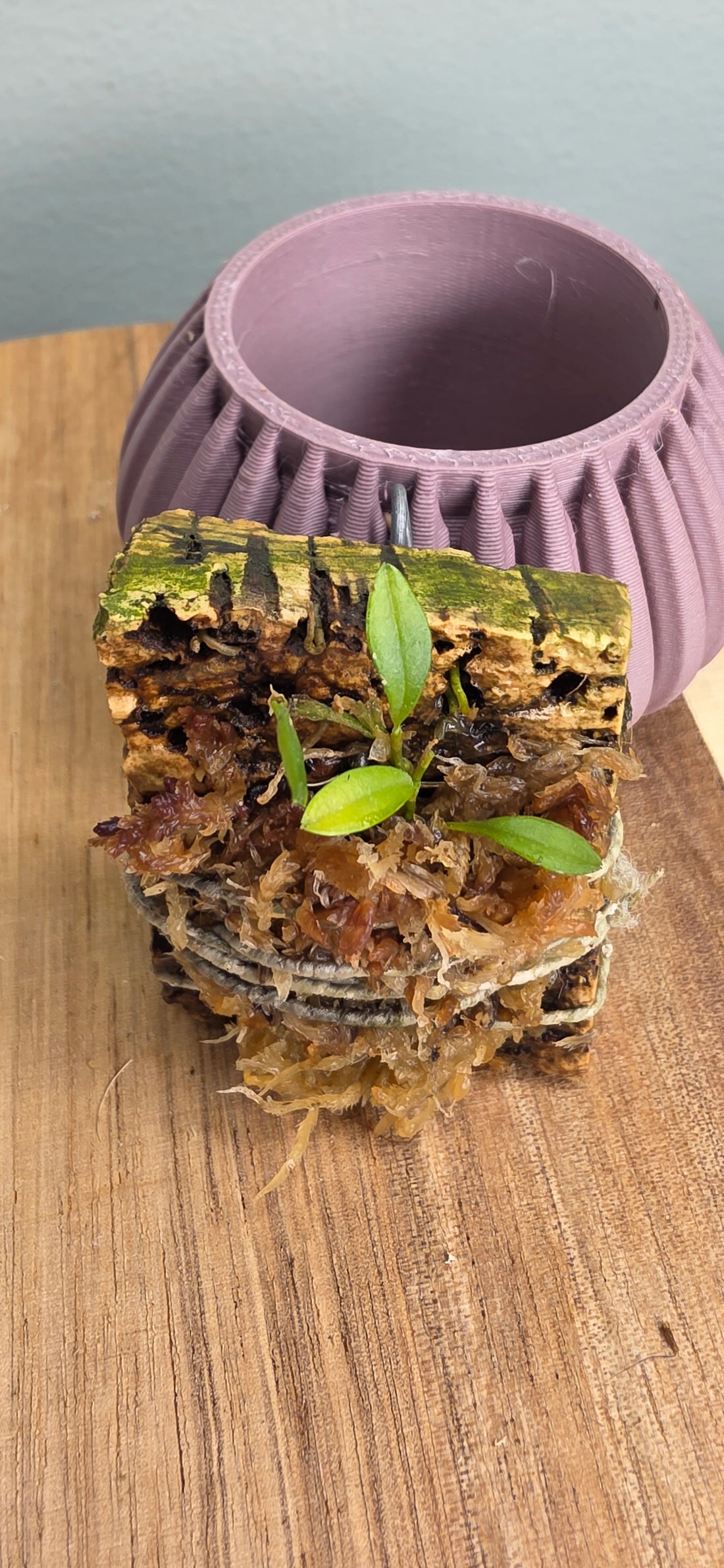 Platystele jesupiorum