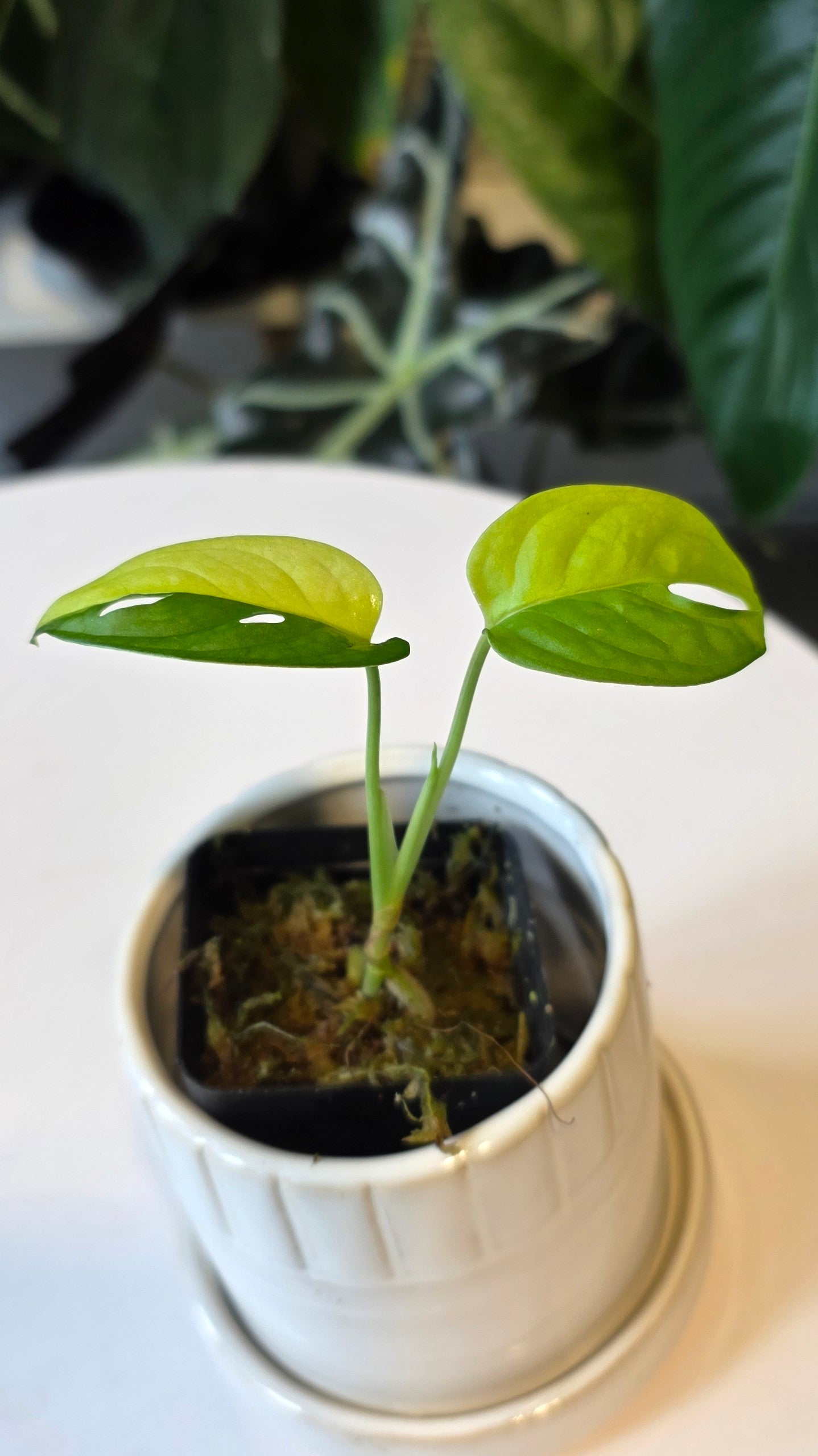Monstera Adansonii Aurea (C)
