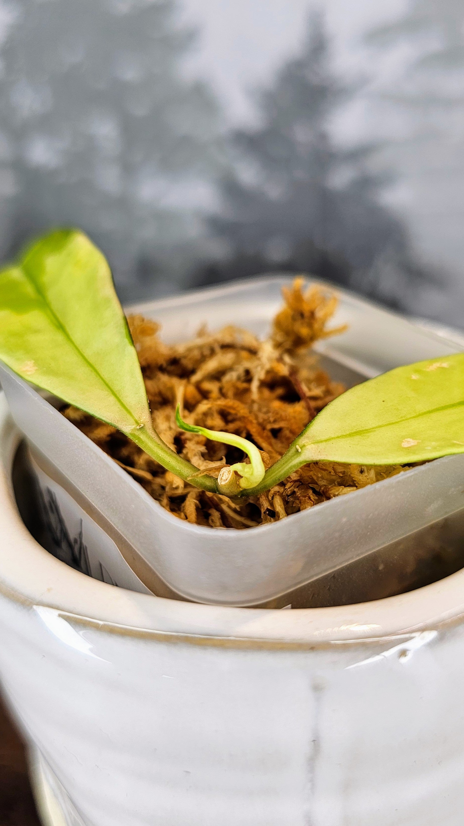 Hoya Wallinana Variegated (WH44)