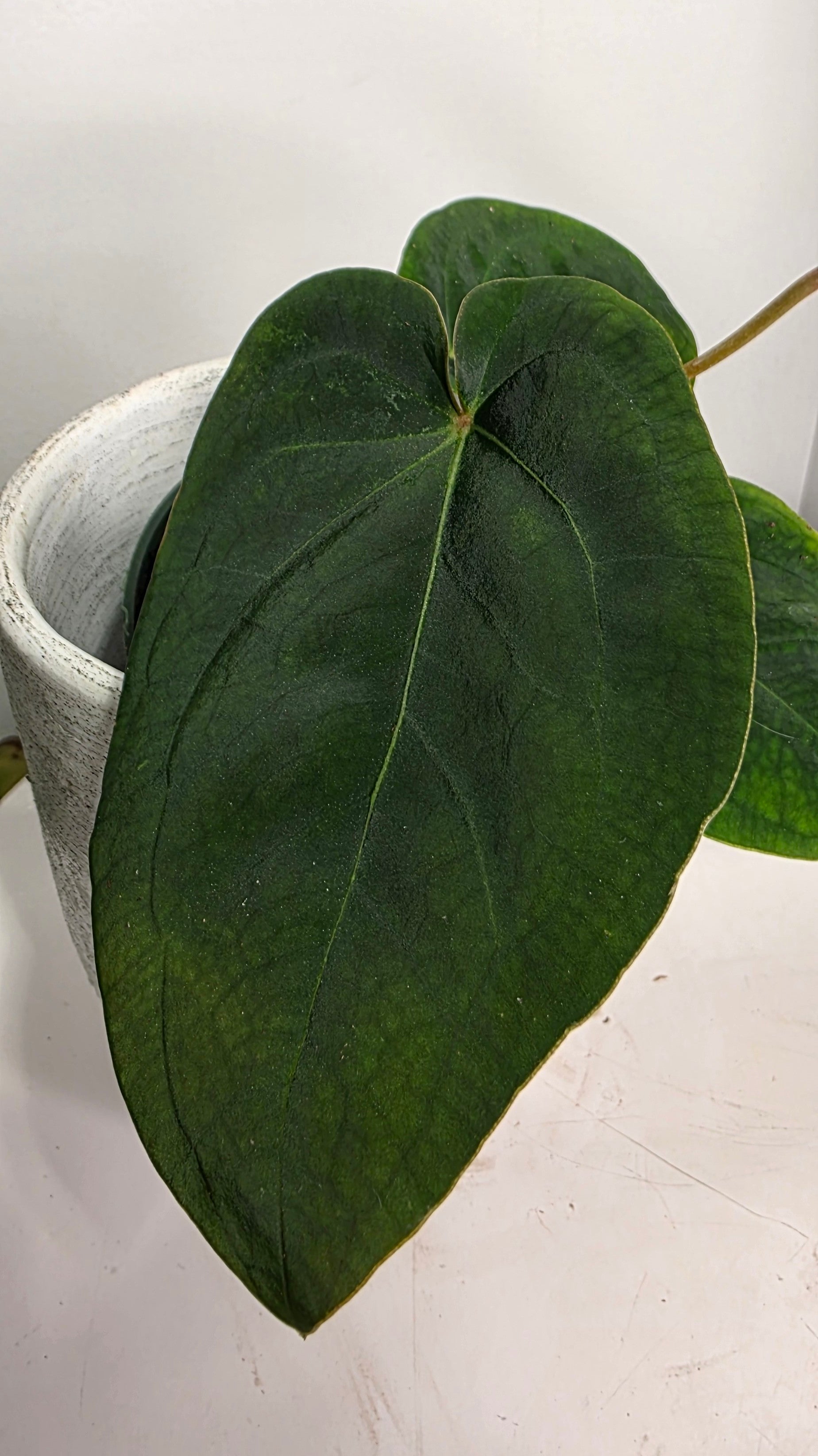 Anthurium Forgetii x Eastern Dressleri