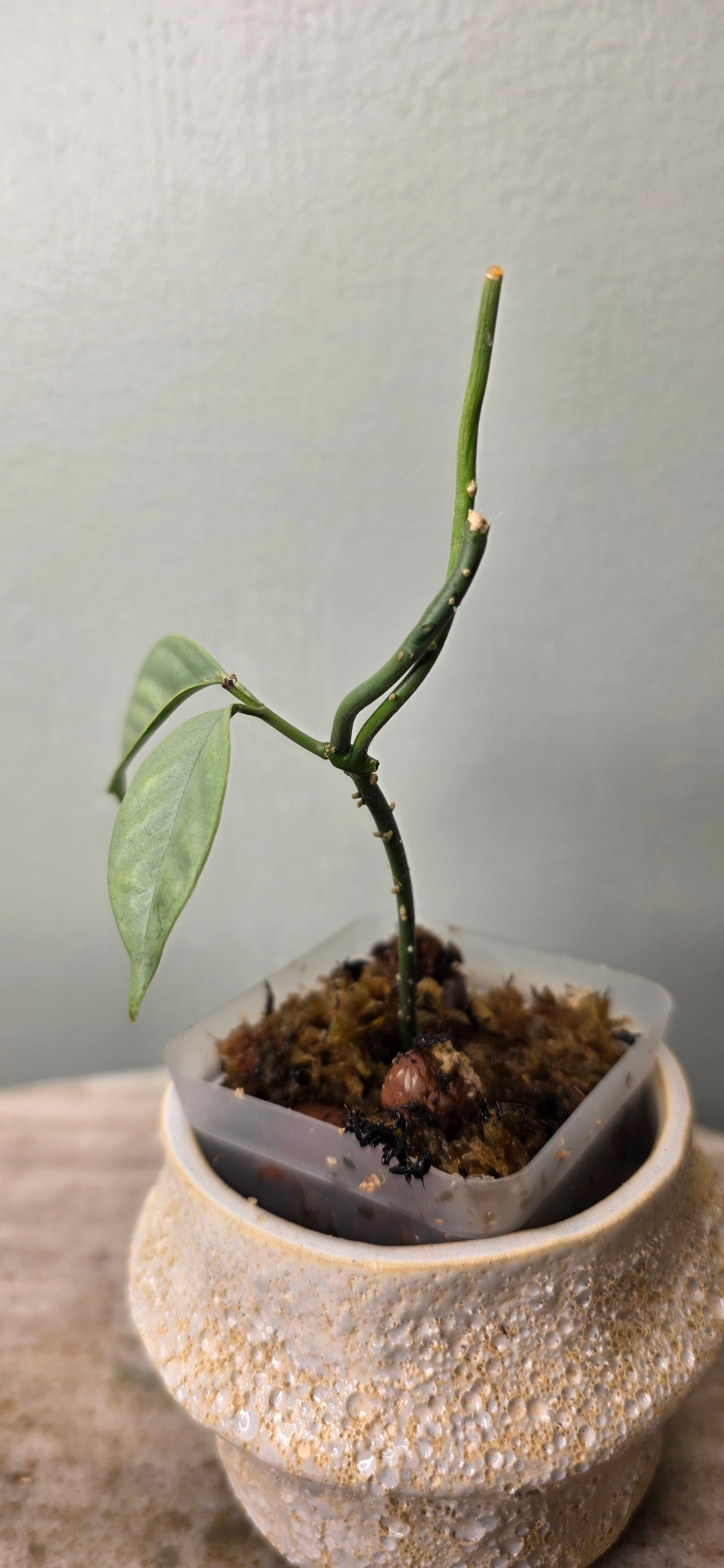 Hoya coriacea silver B