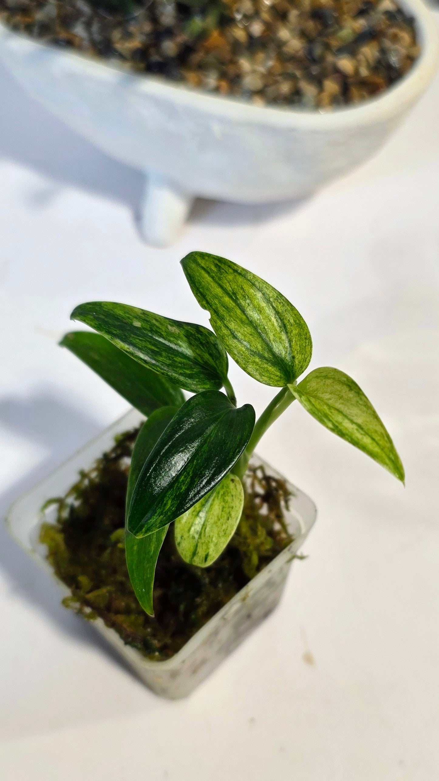 Scindapsus Sp. Sumatra Variegated "B"