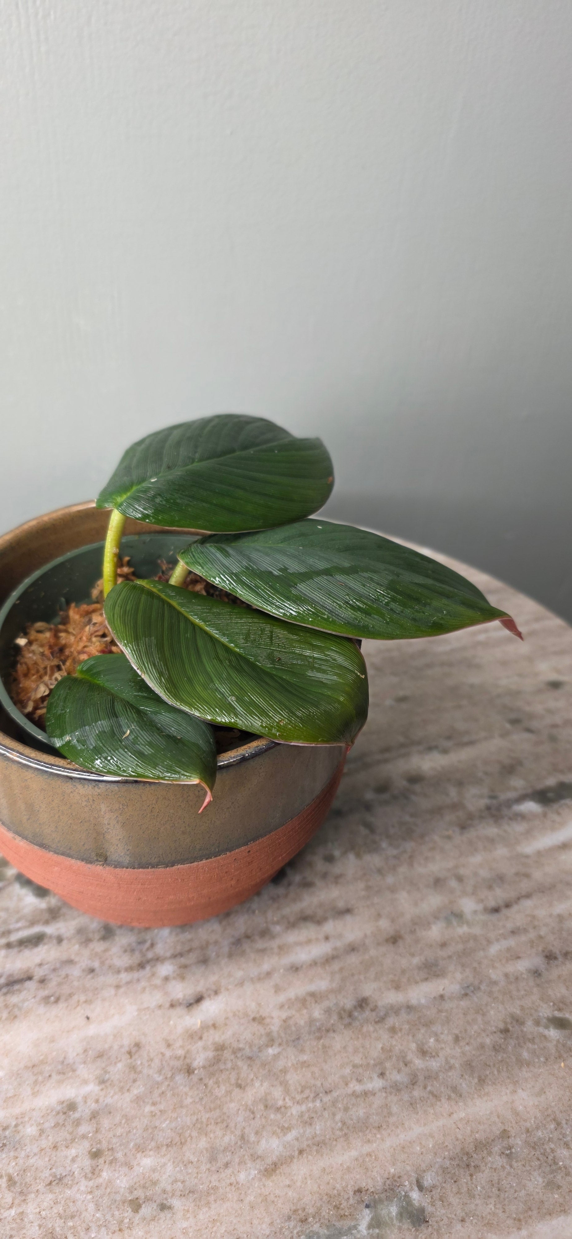 Homalomena pigskin black