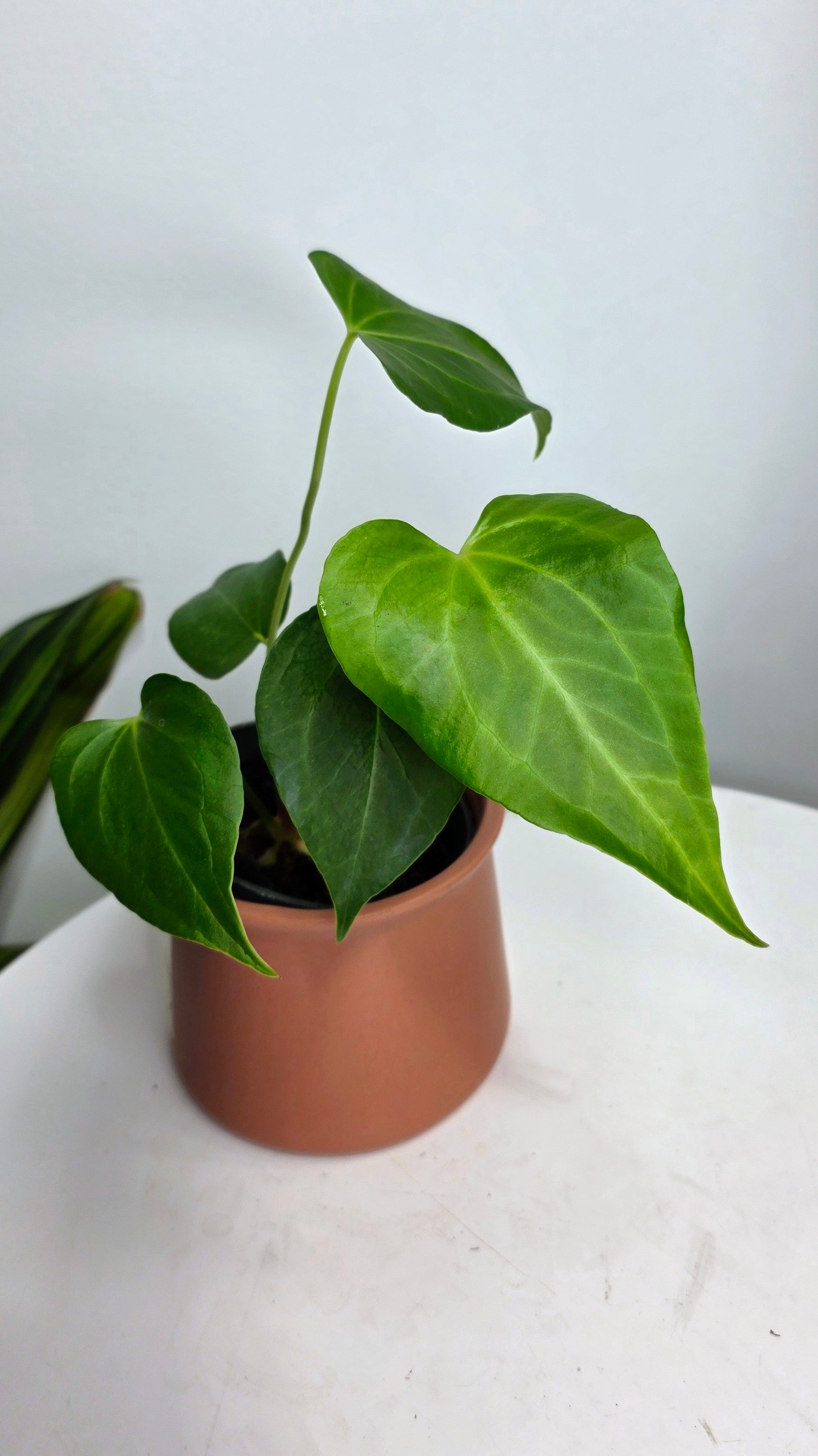 Anthurium Delta Force B