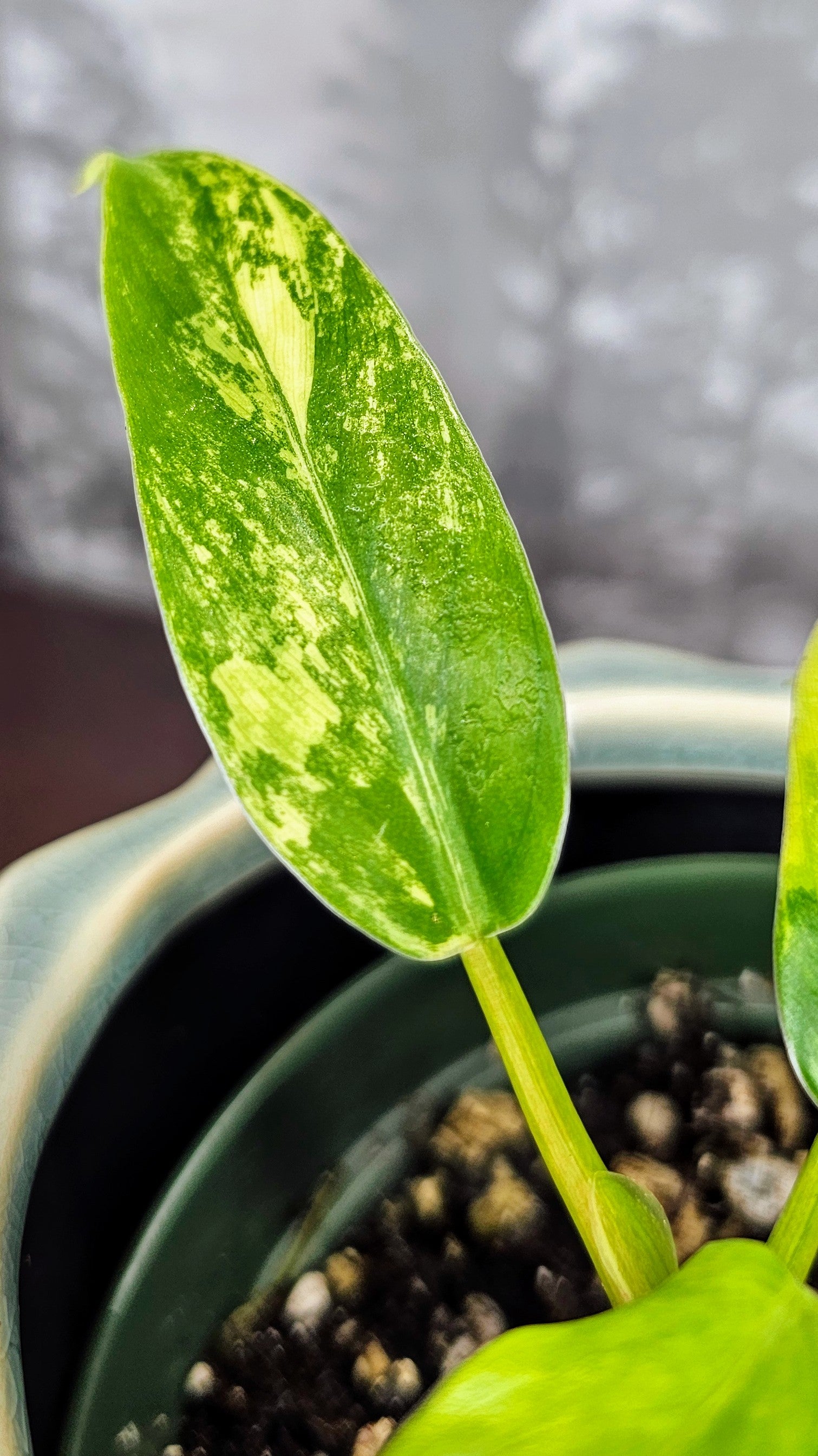 Philodendron Domesticum (WPD 03)