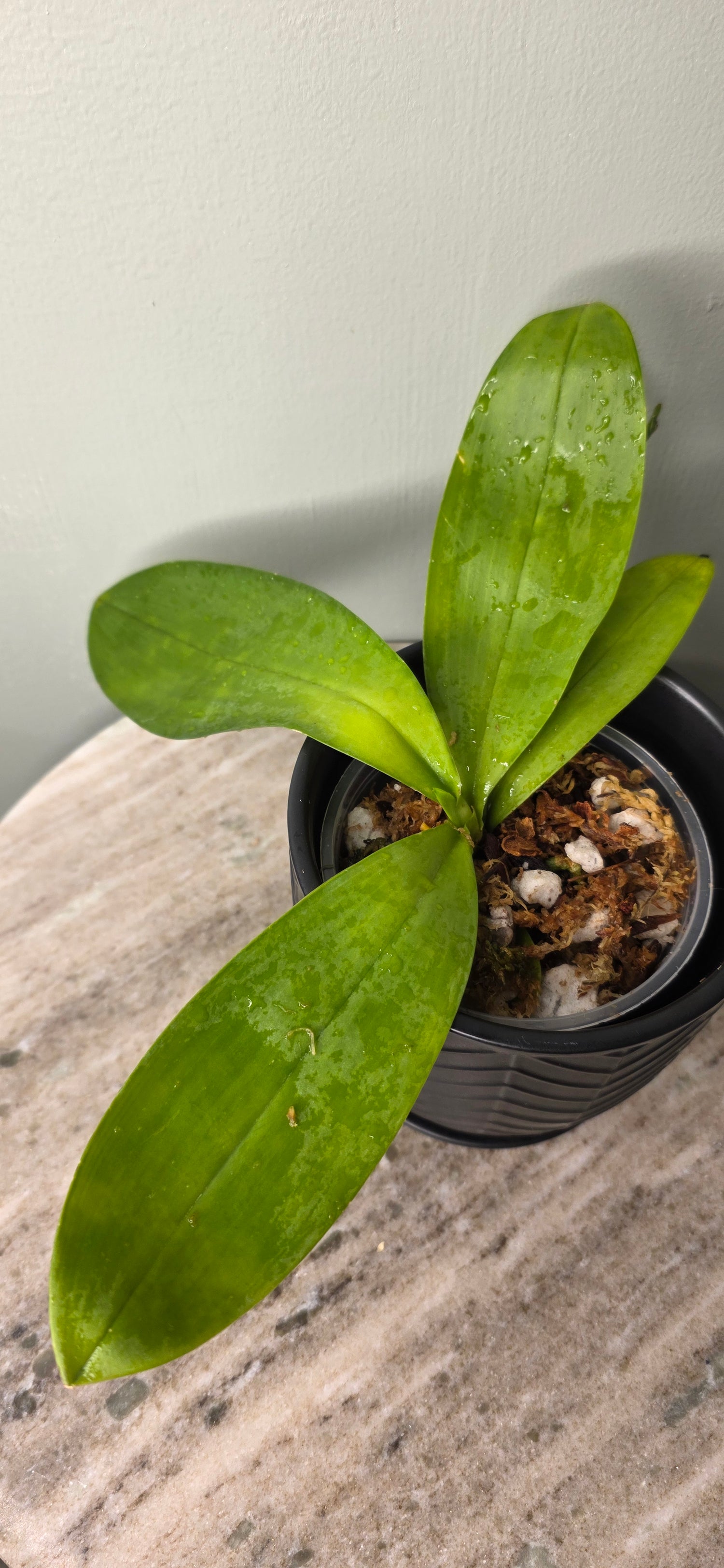 Phalaenopsis amboinensis x hieroglyphica