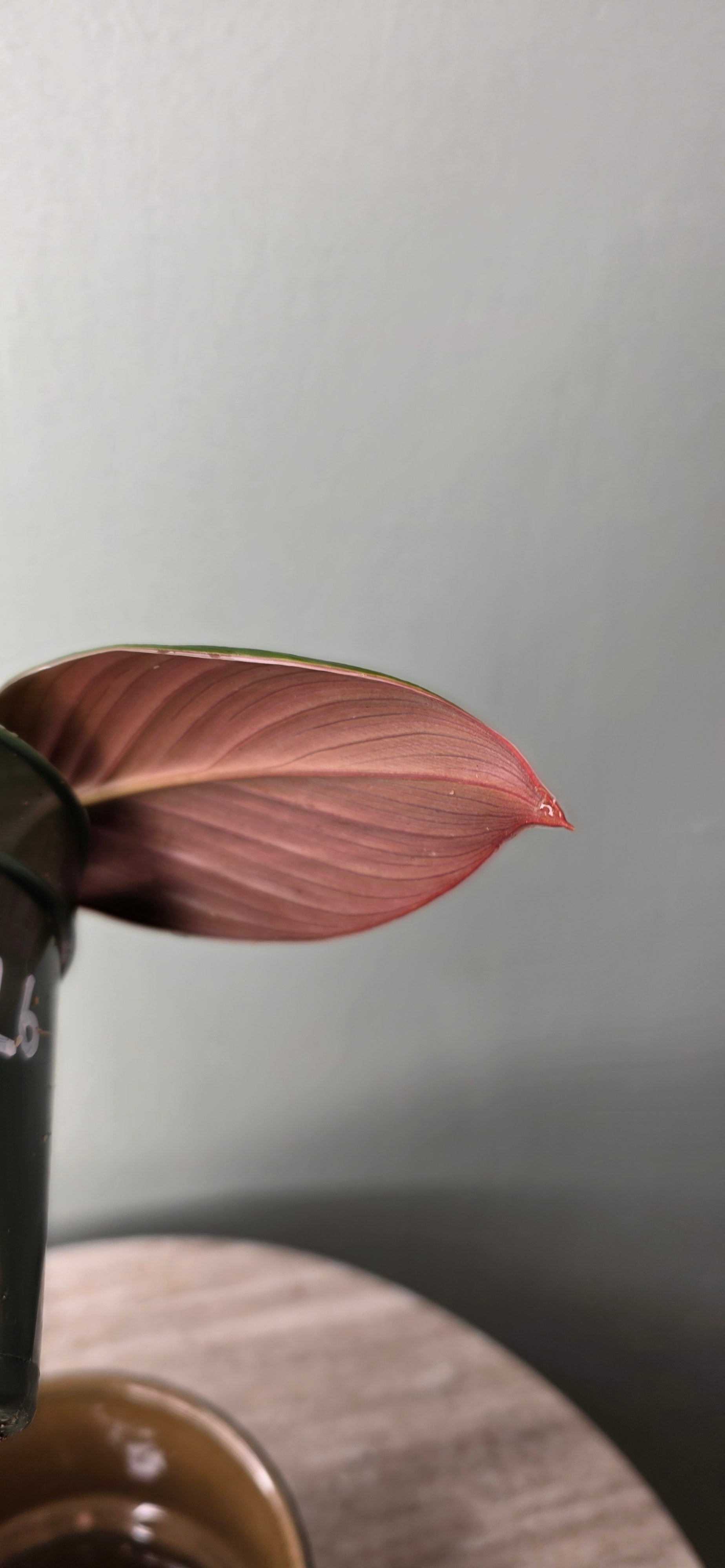 Homalomena pigskin black