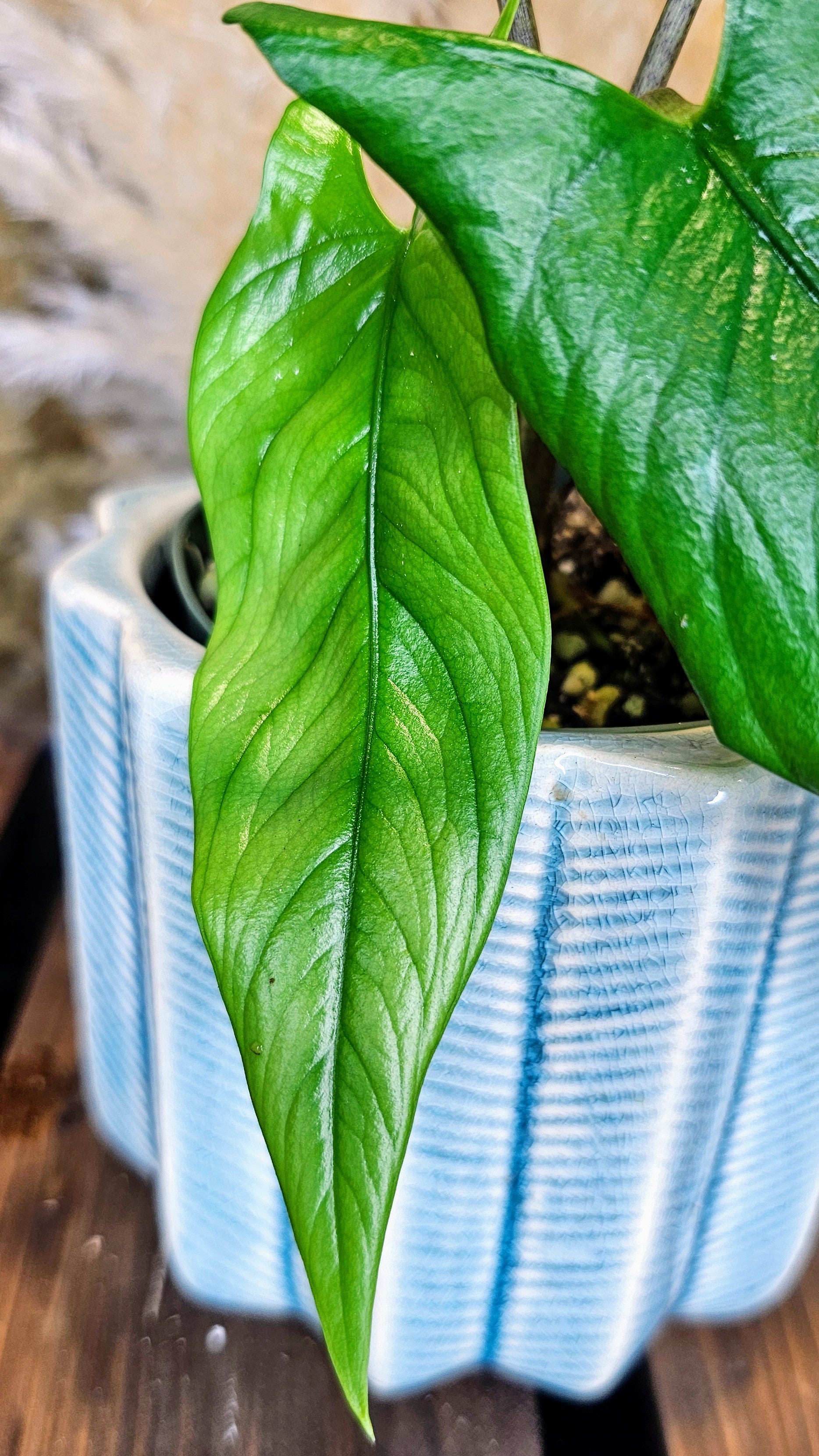 Alocasia Heterophyllia