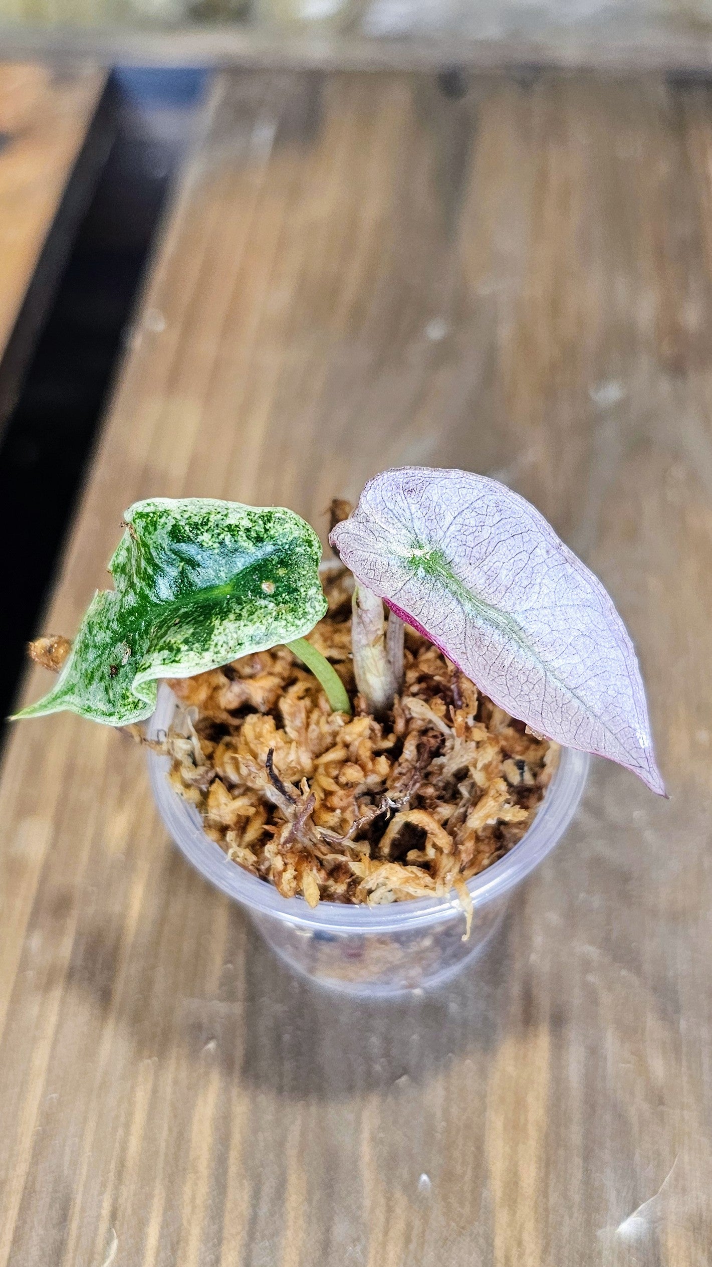 Alocasia Polly Seedlings
